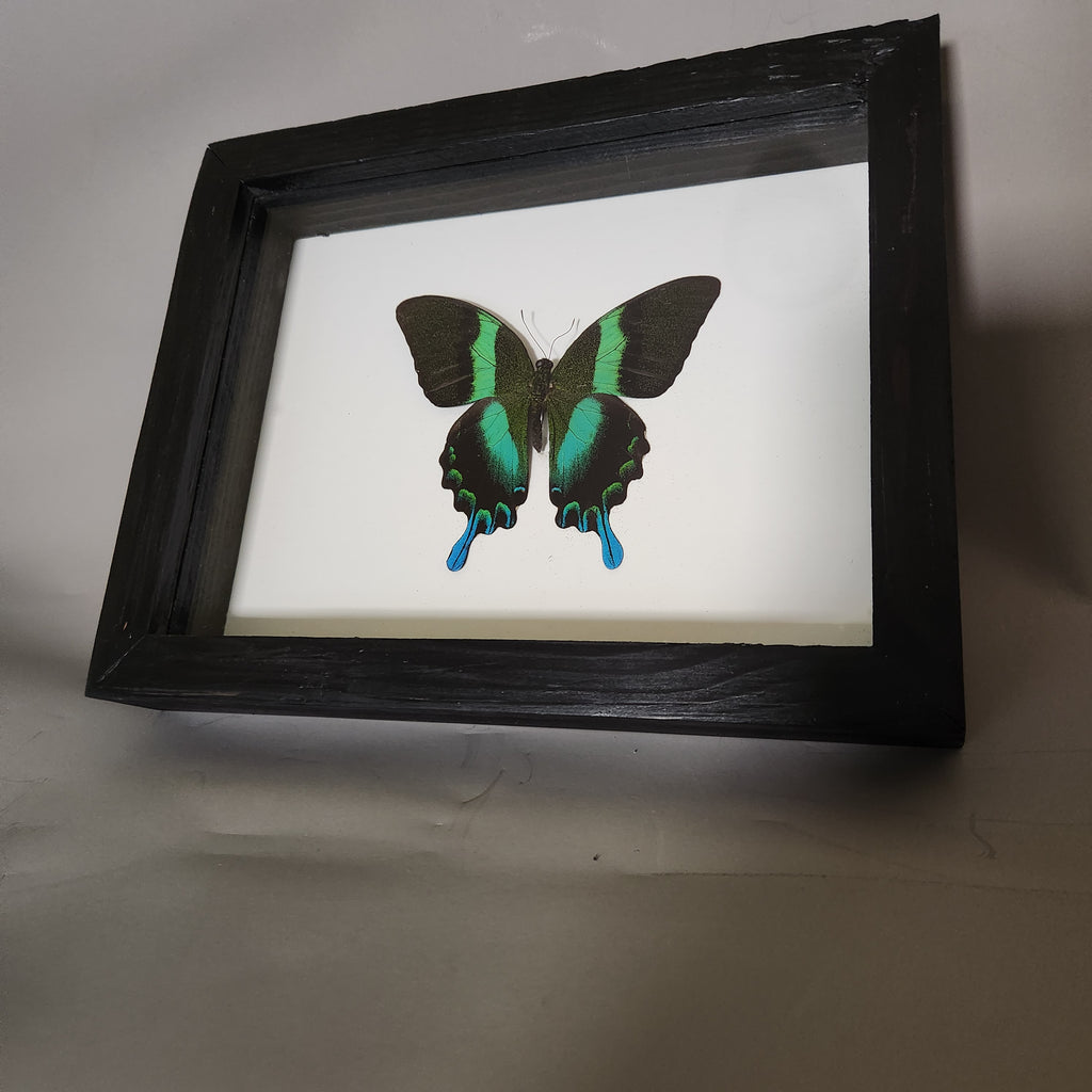 Papilio Blumei | Framed Preserved Specimen | Gothic Wall Art