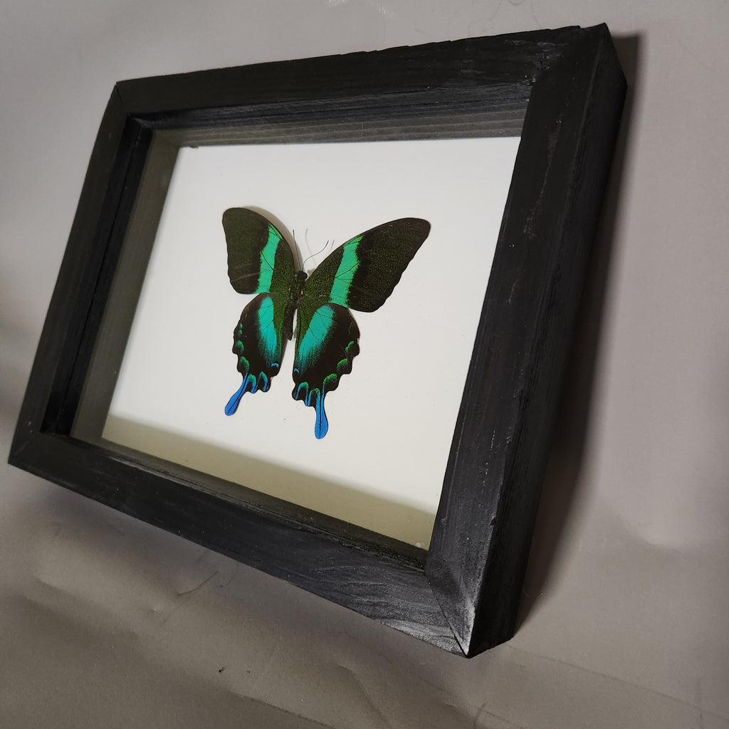 Papilio Blumei | Framed Preserved Specimen | Gothic Wall Art