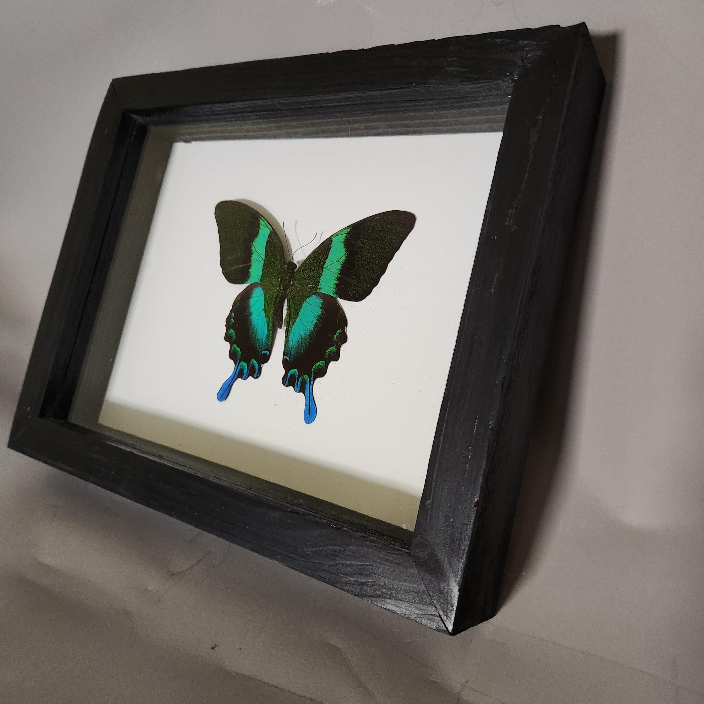 Papilio Blumei | Framed Preserved Specimen | Gothic Wall Art