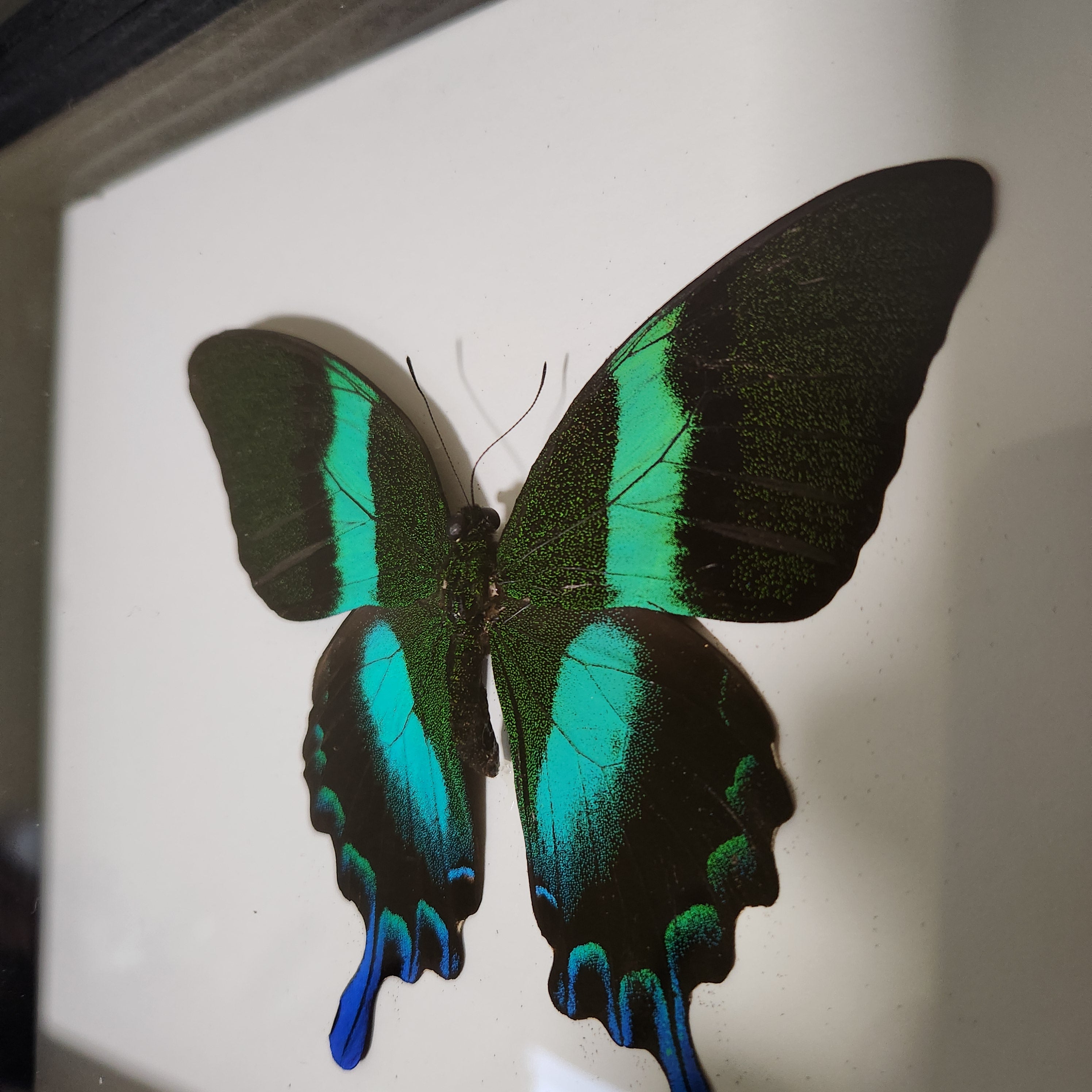 Papilio Blumei | Framed Preserved Specimen | Gothic Wall Art