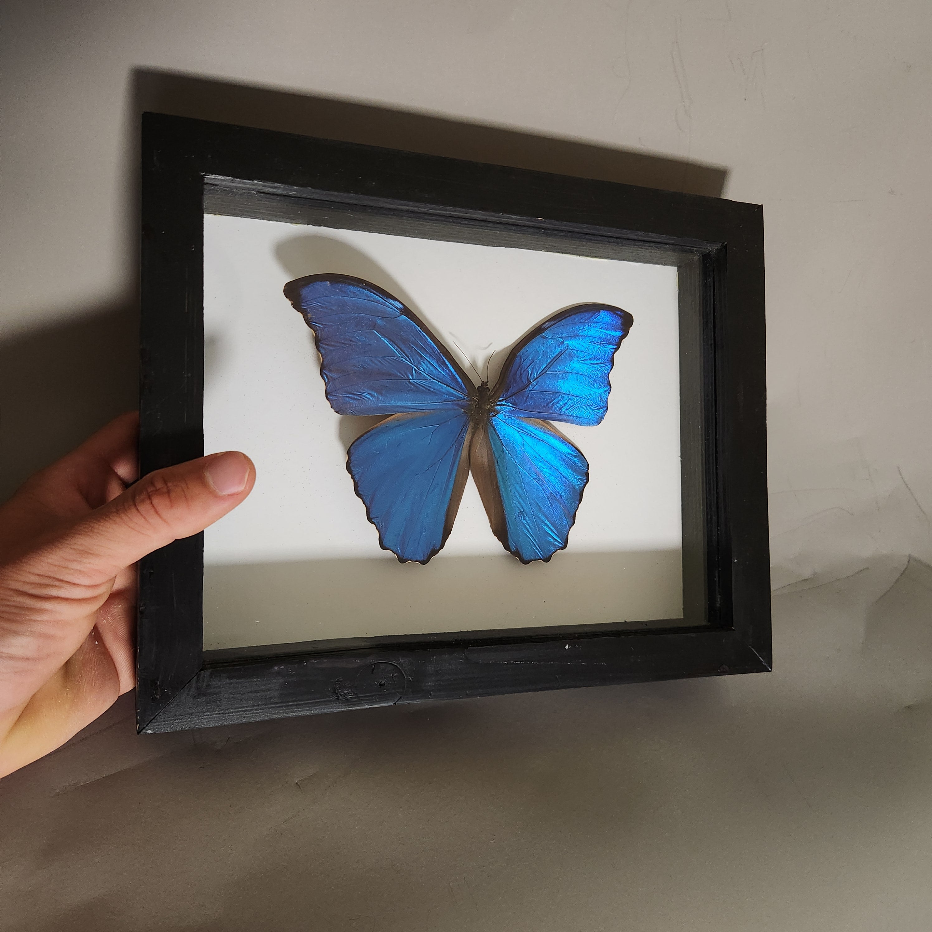 The Blue Morpho| Framed Preserved Specimen | Gothic Wall Art
