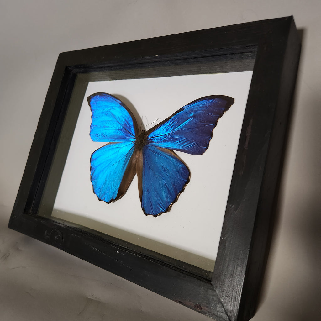 The Blue Morpho| Framed Preserved Specimen | Gothic Wall Art