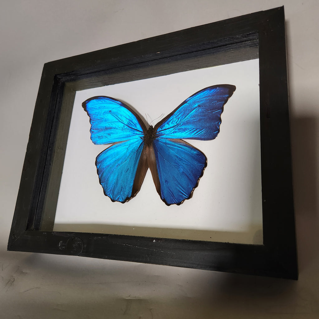 The Blue Morpho| Framed Preserved Specimen | Gothic Wall Art