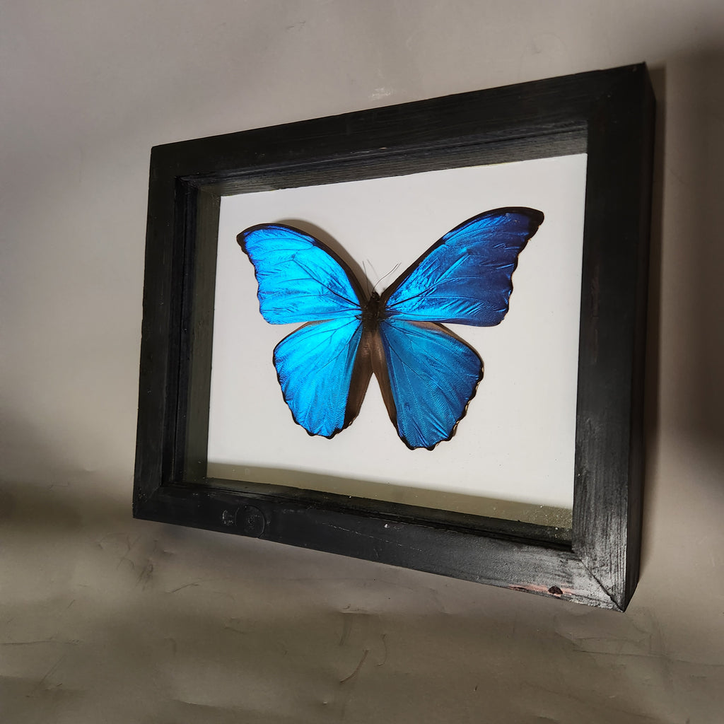 The Blue Morpho| Framed Preserved Specimen | Gothic Wall Art