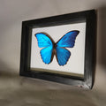 The Blue Morpho| Framed Preserved Specimen | Gothic Wall Art