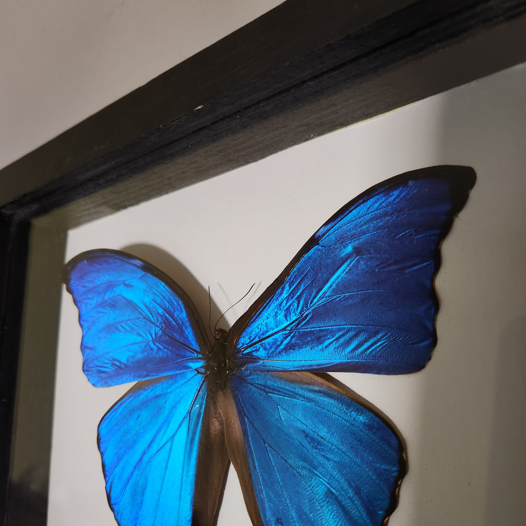 The Blue Morpho| Framed Preserved Specimen | Gothic Wall Art