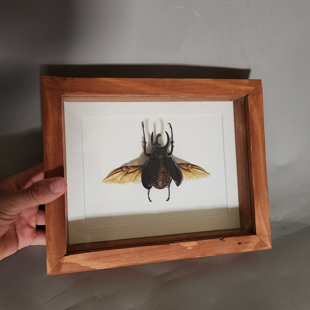 Atlas Beetle | Framed Preserved Specimen | Gothic Wall Art