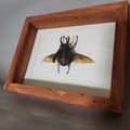 Atlas Beetle | Framed Preserved Specimen | Gothic Wall Art
