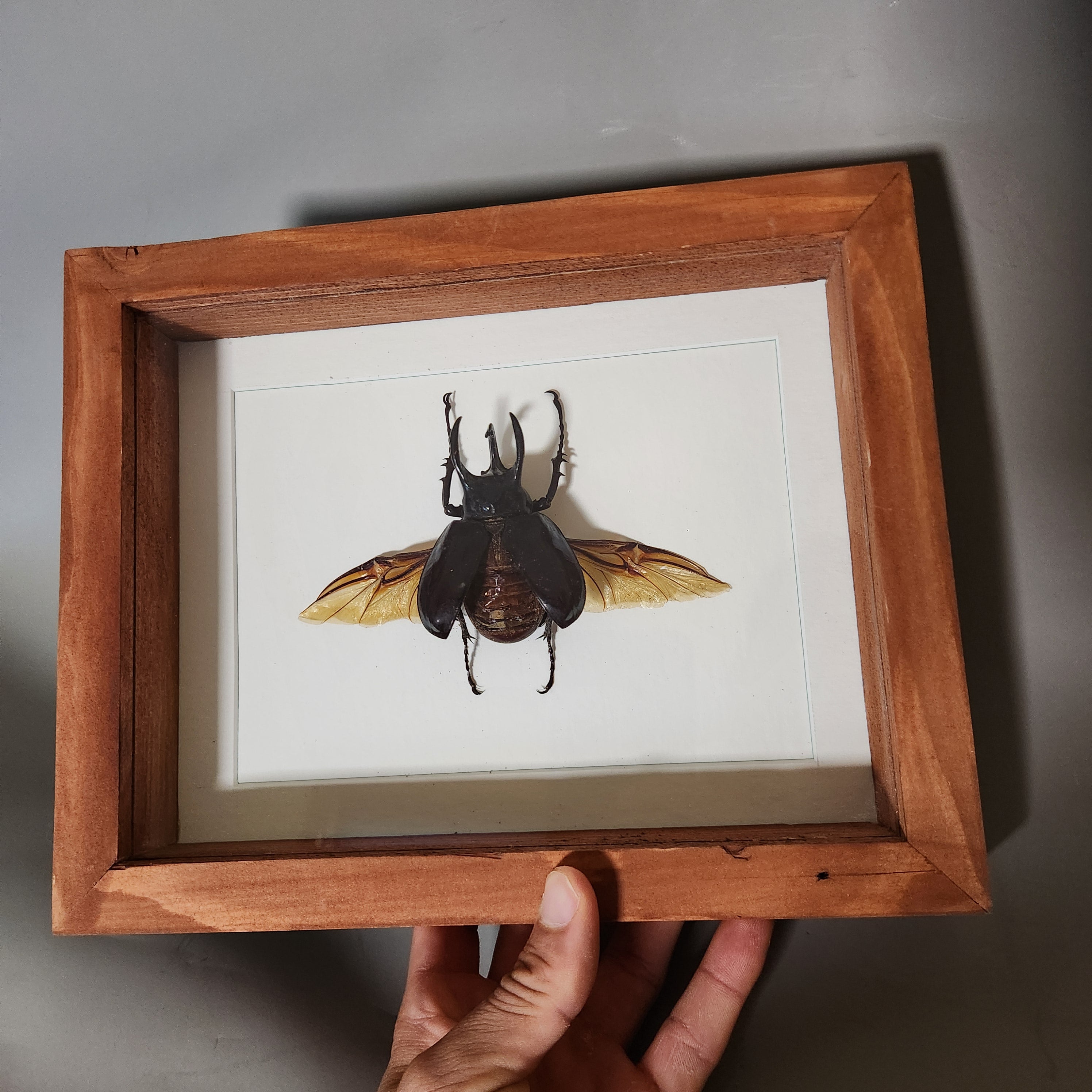 Atlas Beetle | Framed Preserved Specimen | Gothic Wall Art