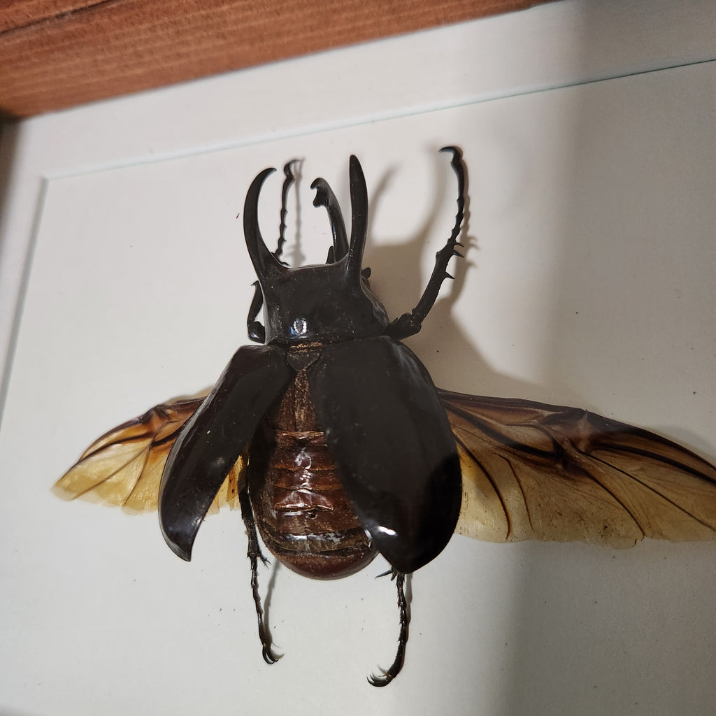 Atlas Beetle | Framed Preserved Specimen | Gothic Wall Art