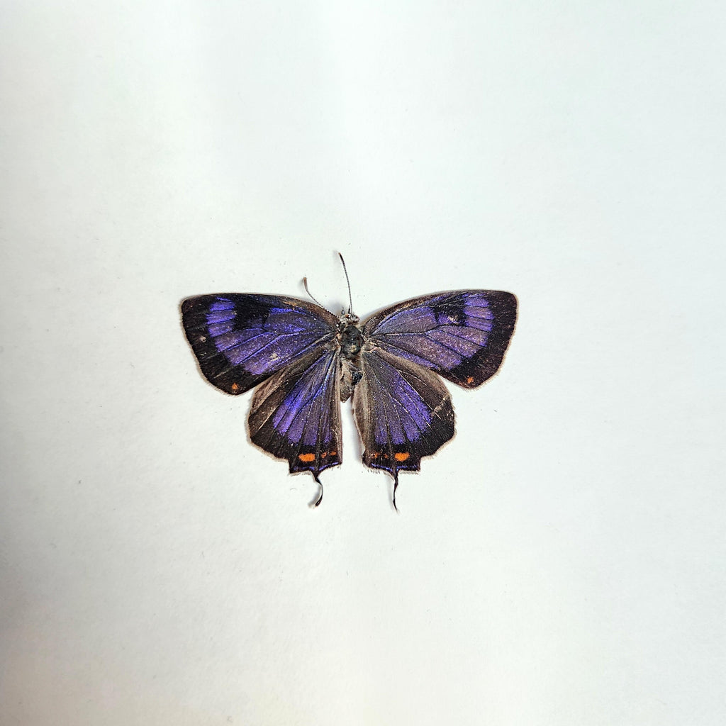 Real Colorado Hairstreak Butterfly