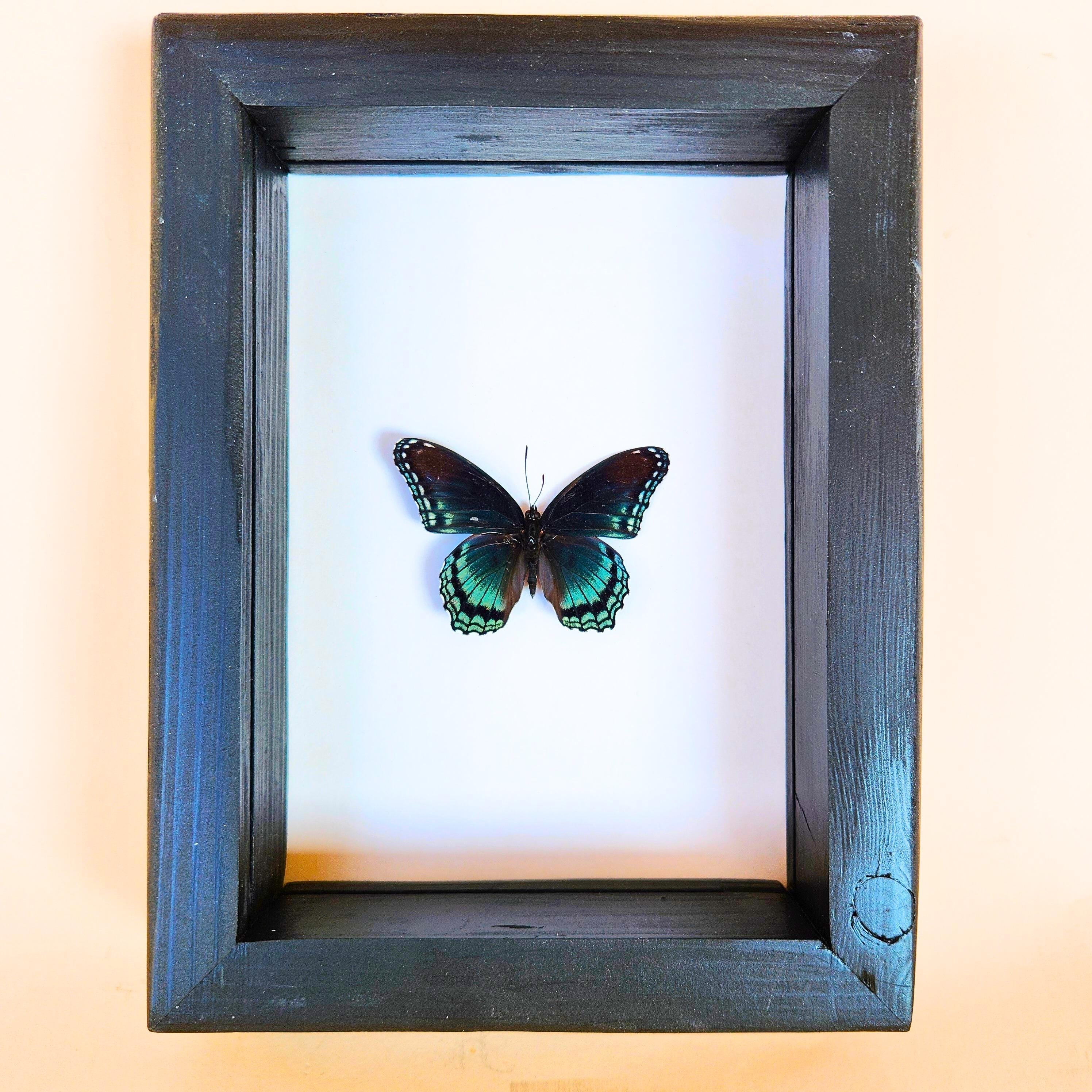 Real Red Spotted Purple Butterfly