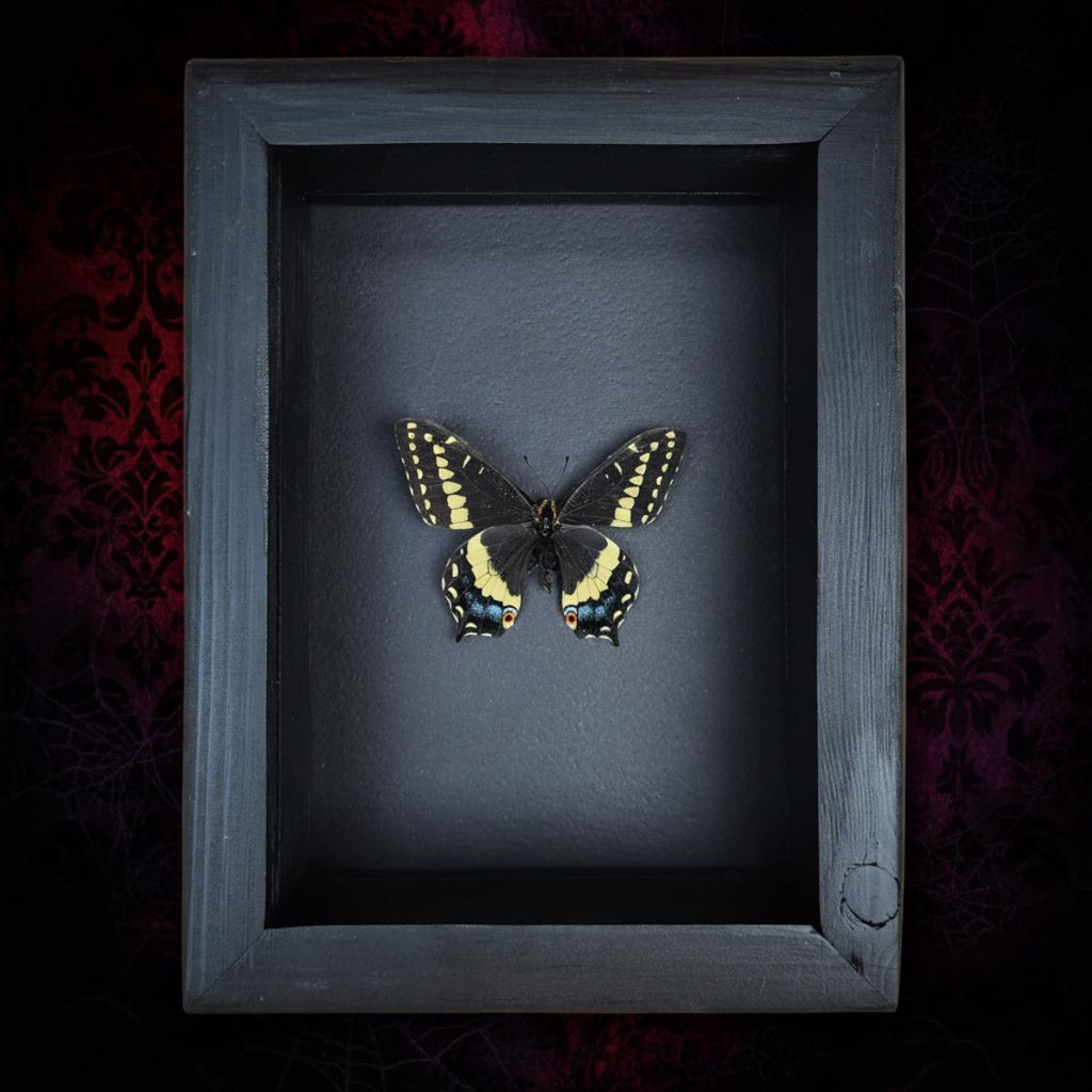 Real Indra Swallowtail