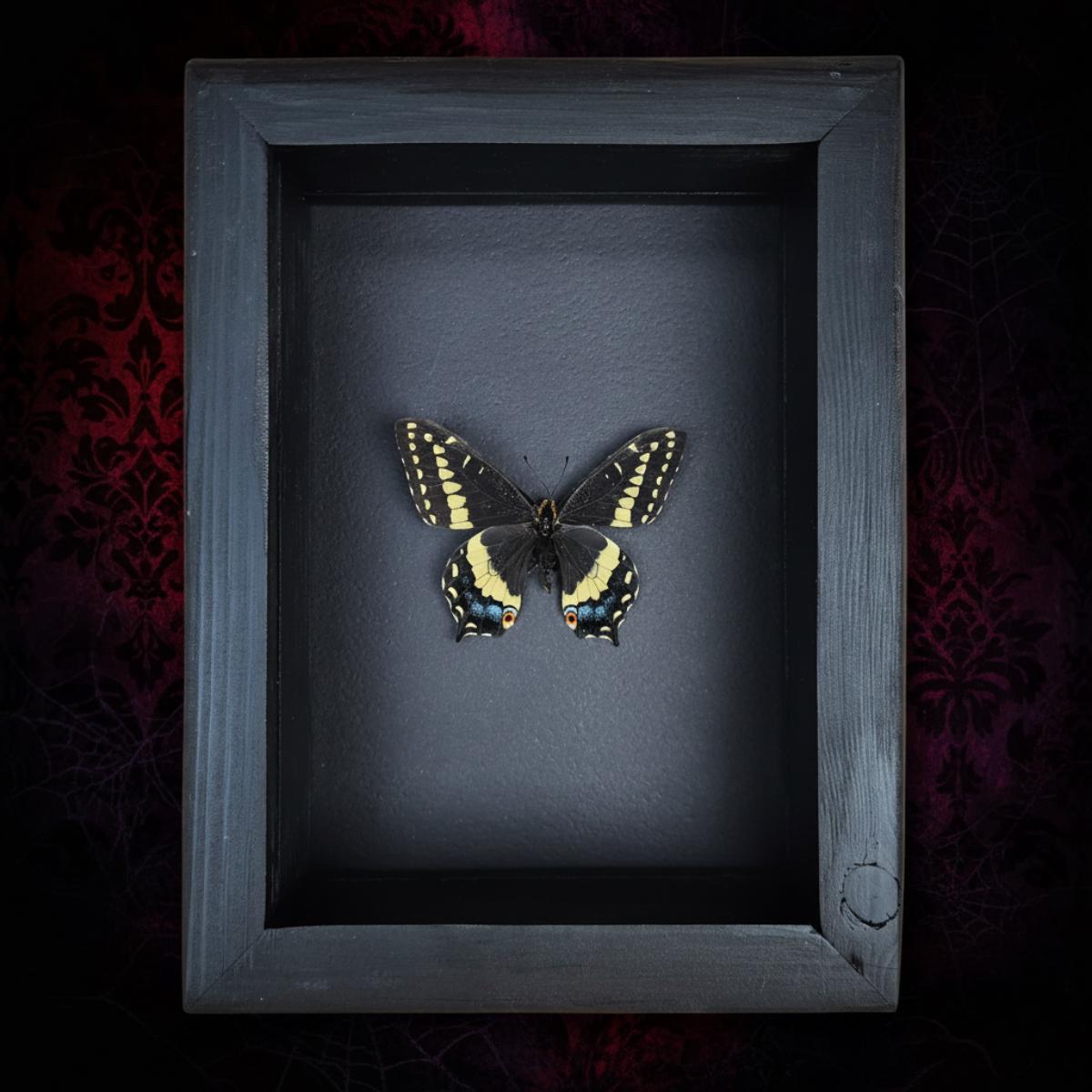 Real Indra Swallowtail