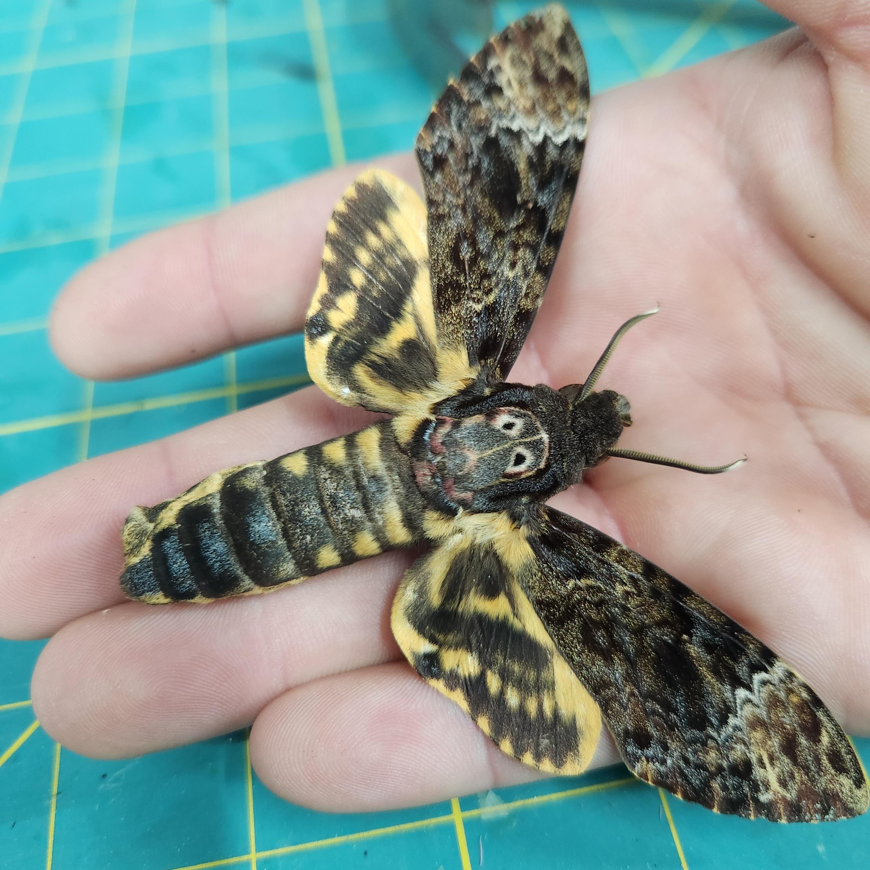 Real Death's Head Hawkmoth