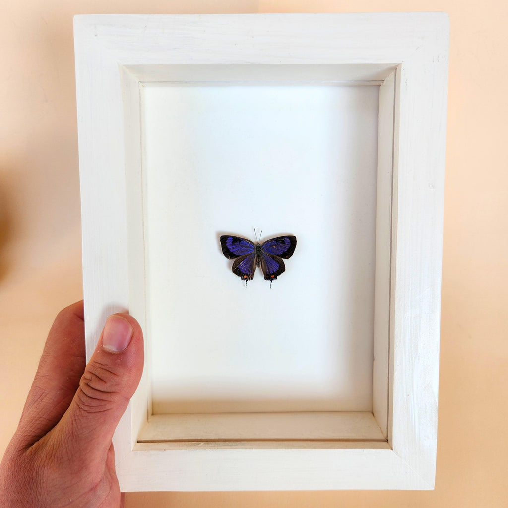 Rare Colorado Hairstreak Butterfly