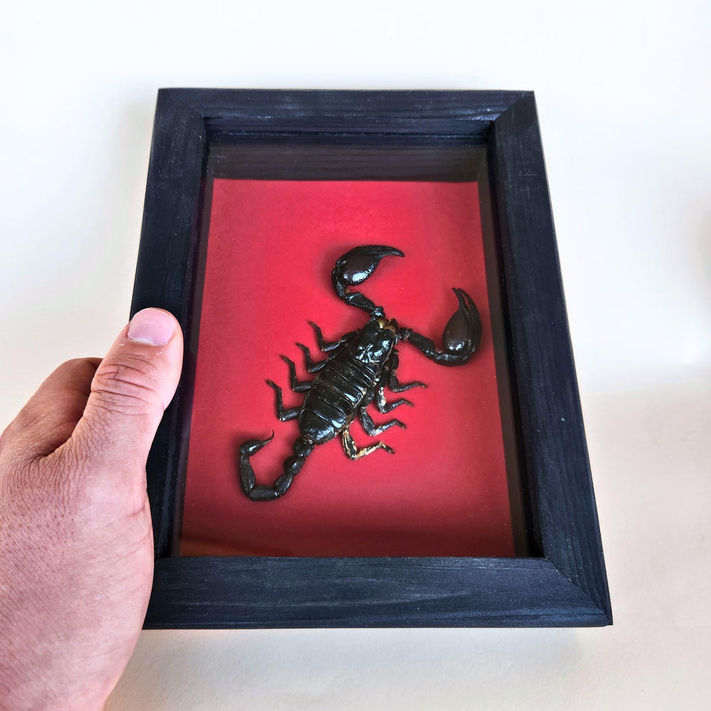 Real Black Scorpion