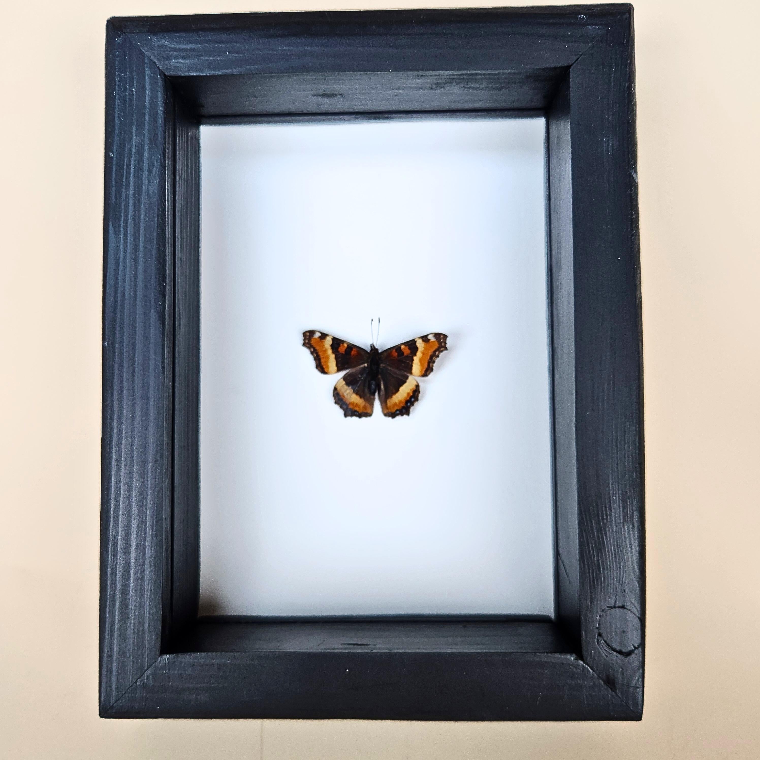 Milbert's Tortoiseshell Butterfly