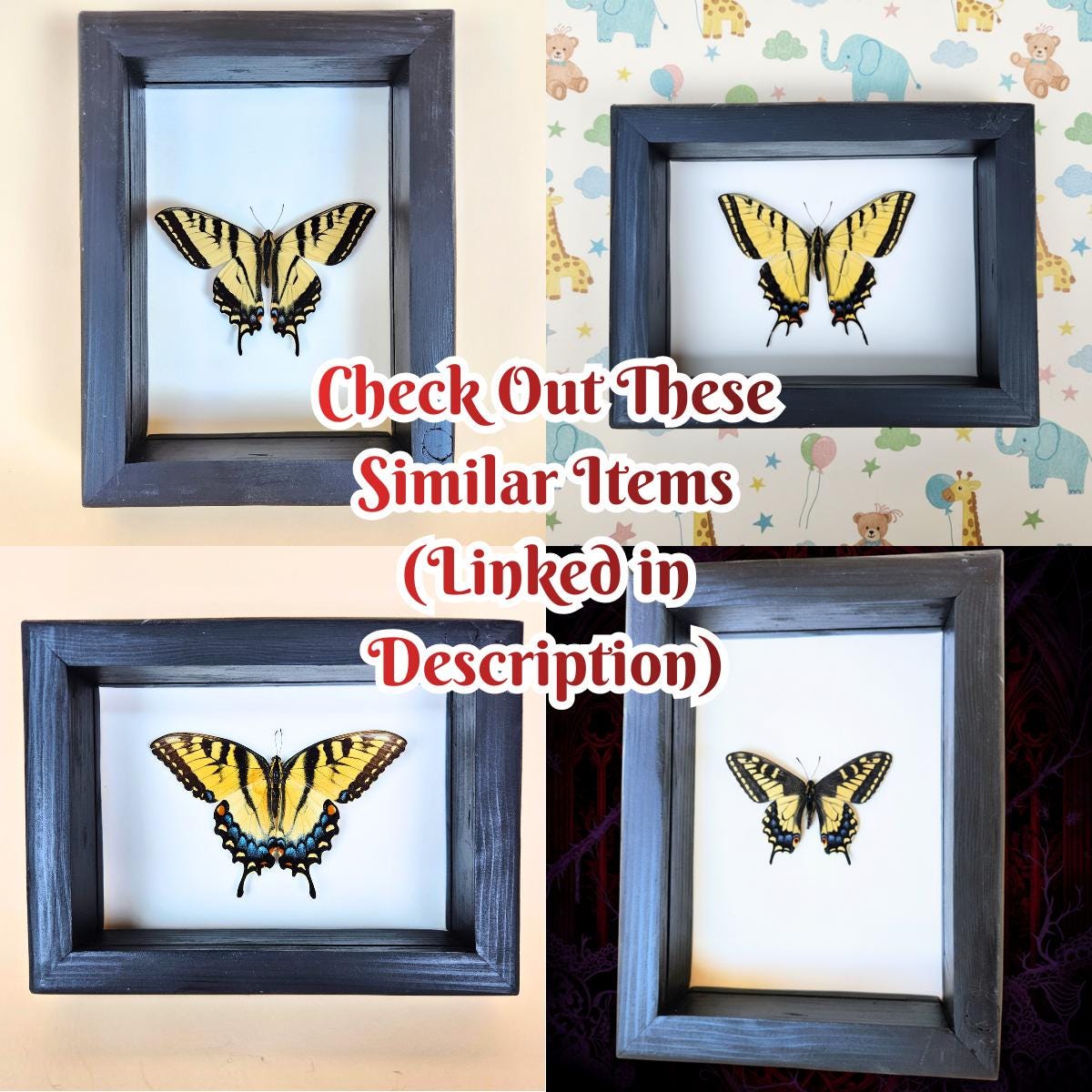 Real Indra Swallowtail