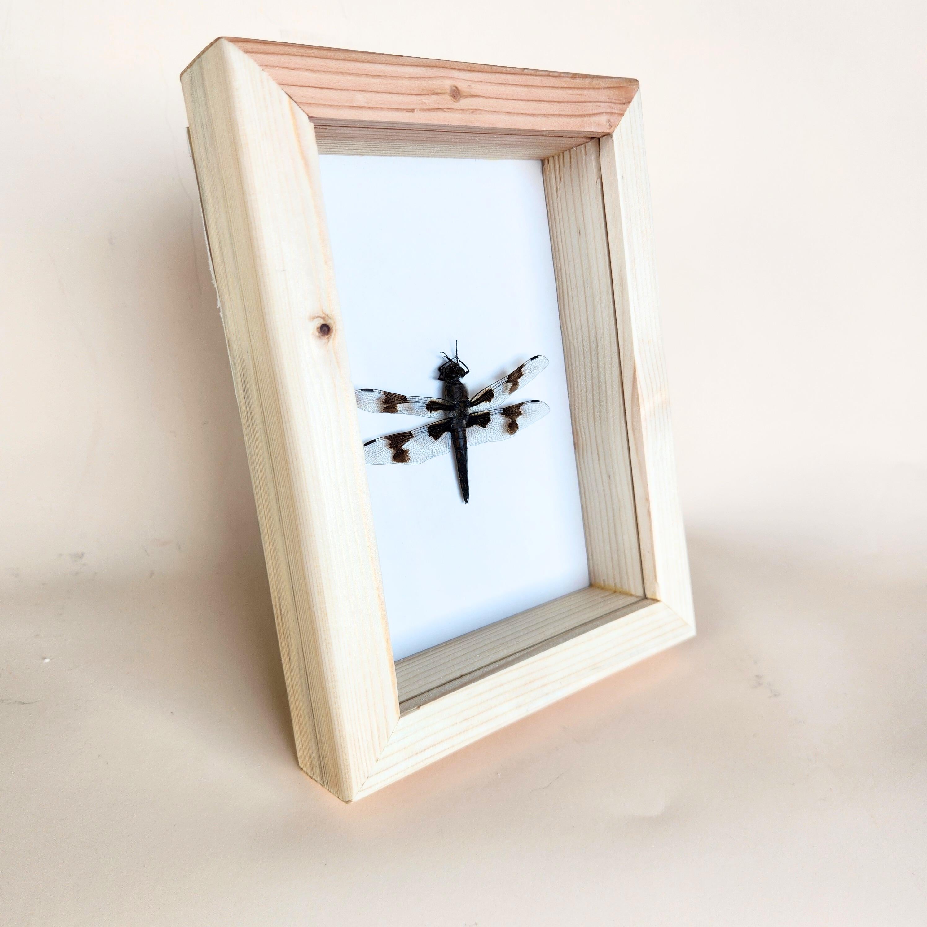 Dragonfly Insect