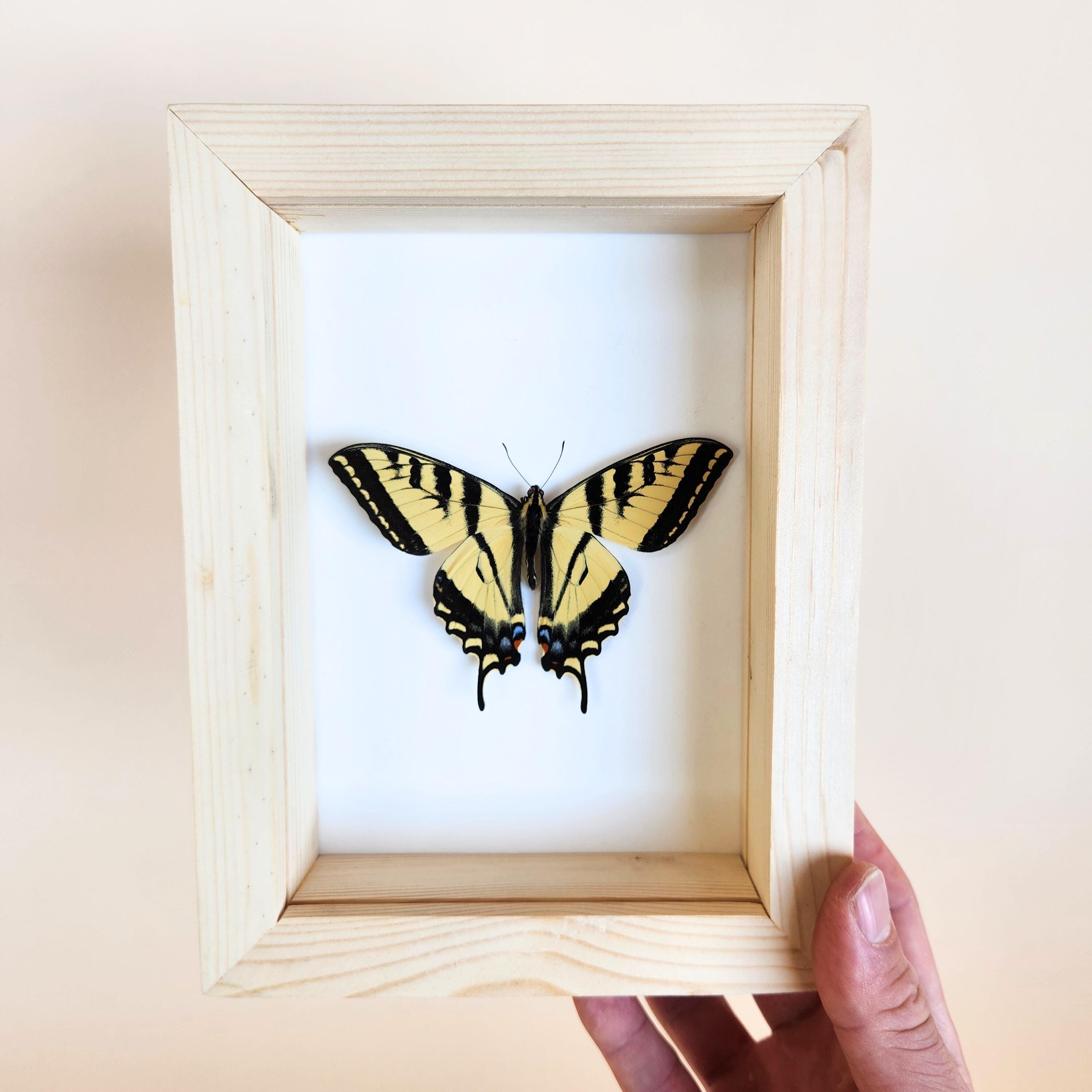 Western Tiger Swallowtail Butterfly