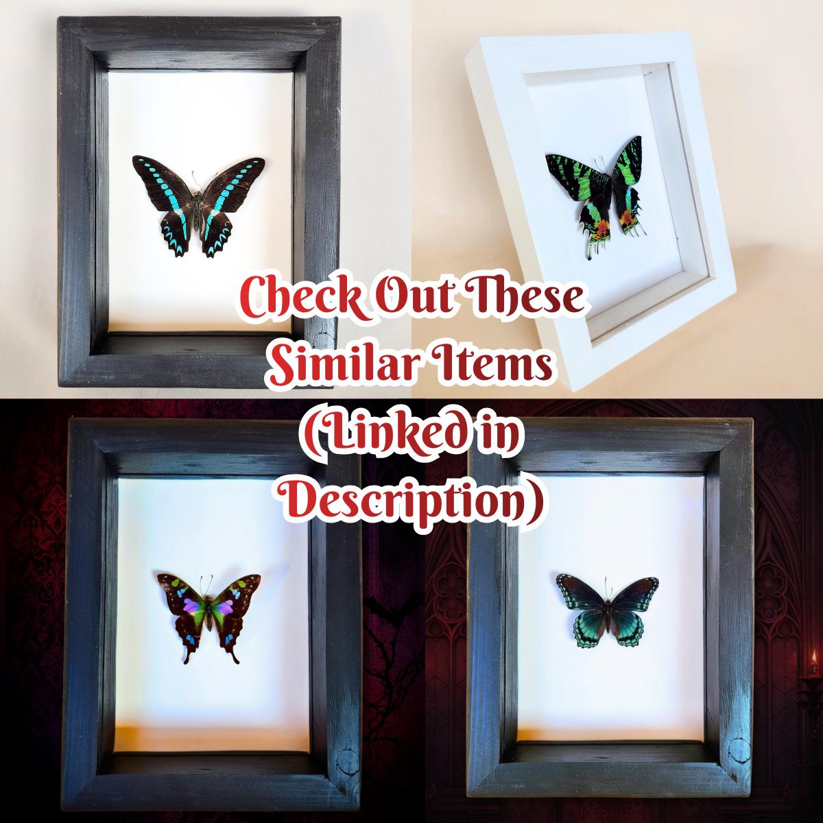 Rare Colorado Hairstreak Butterfly