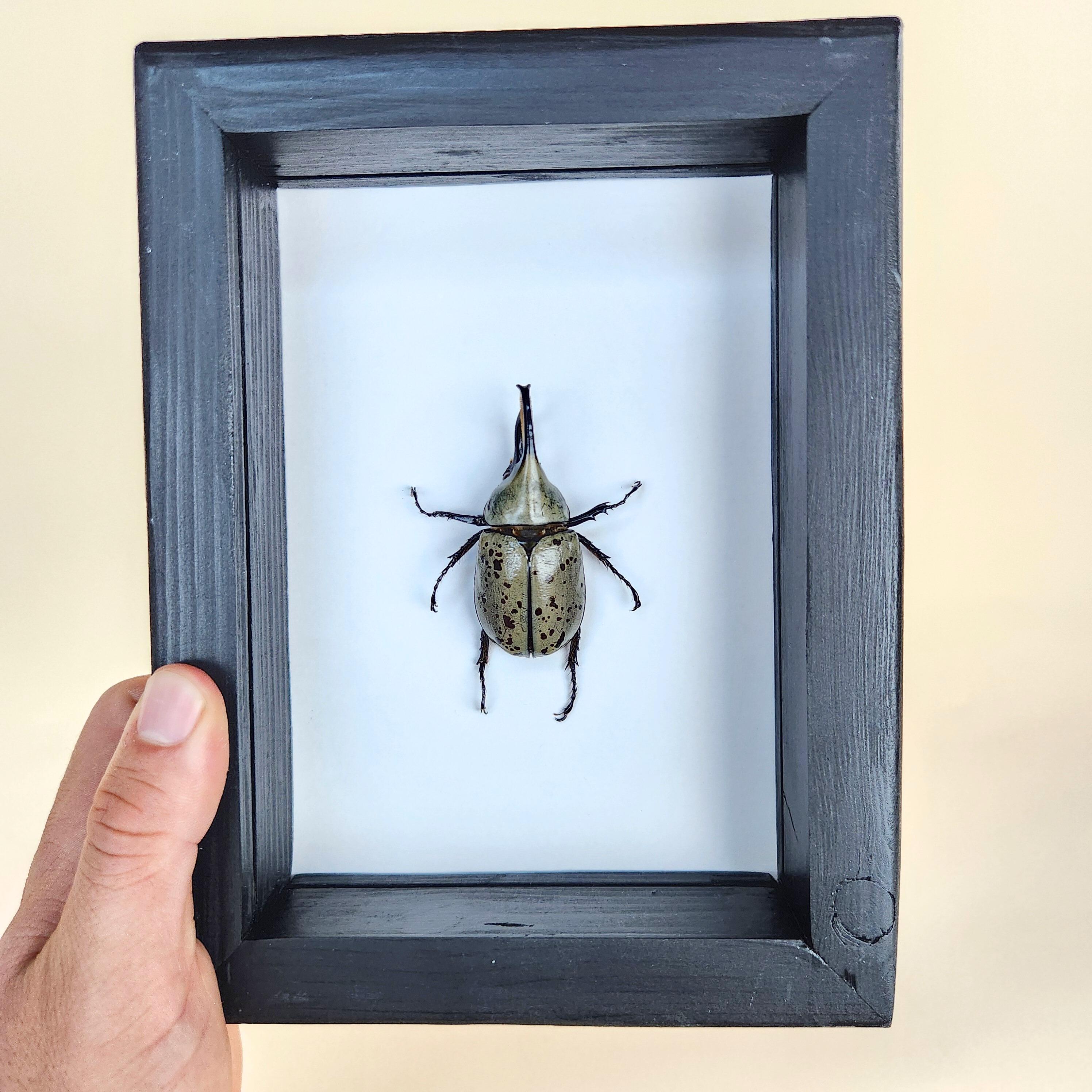 Real Hercules Beetle