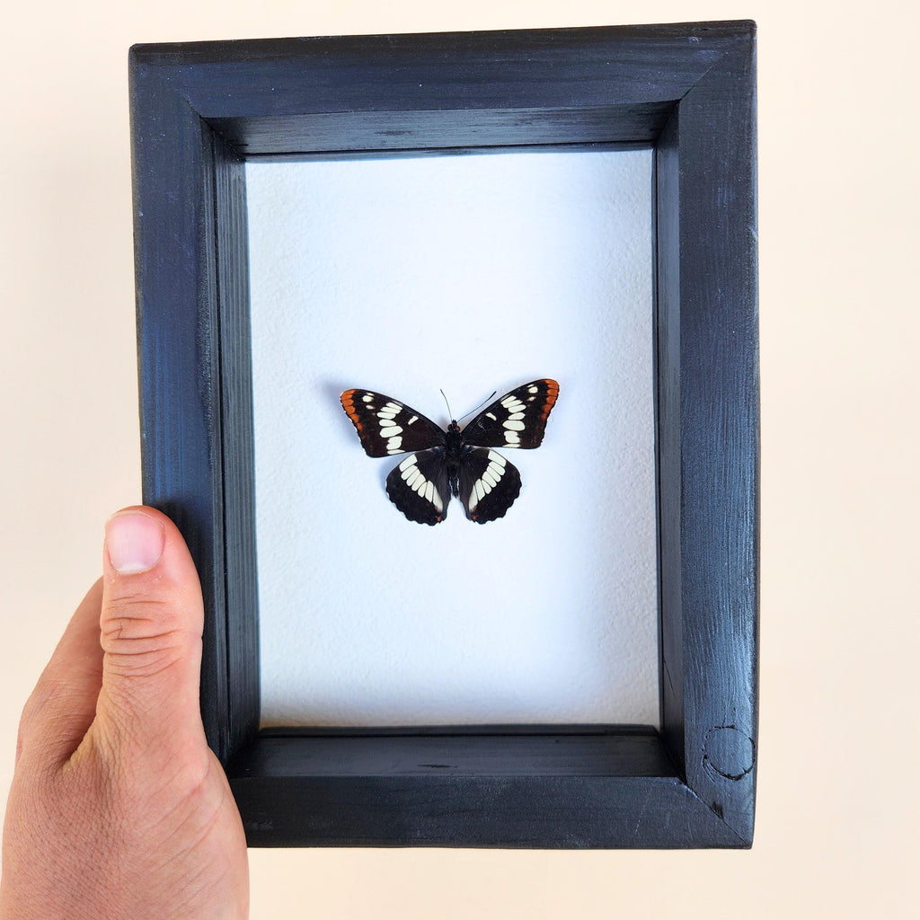 Real Lorquin's Admiral Butterfly