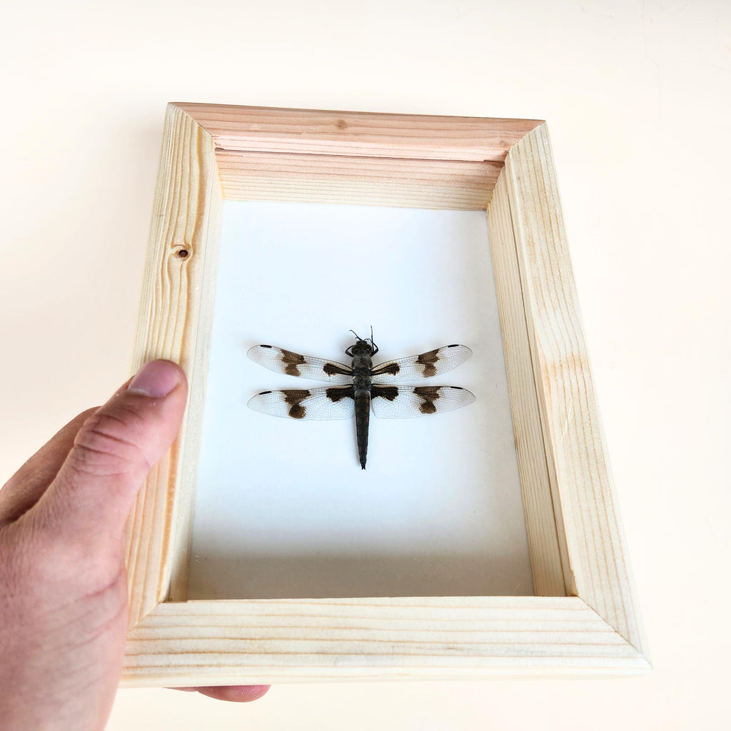 Dragonfly Insect