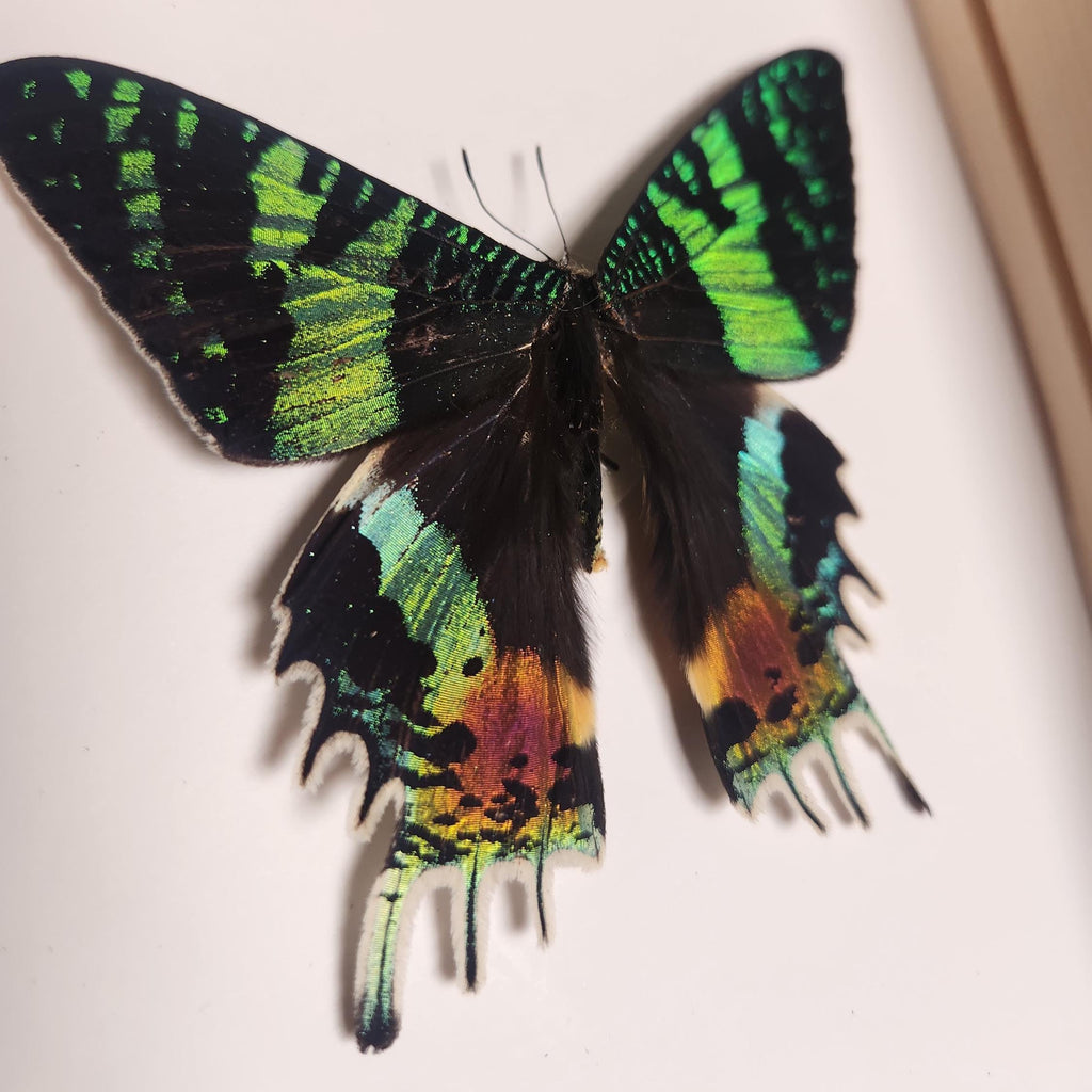 Real Madagascan Sunset Moth