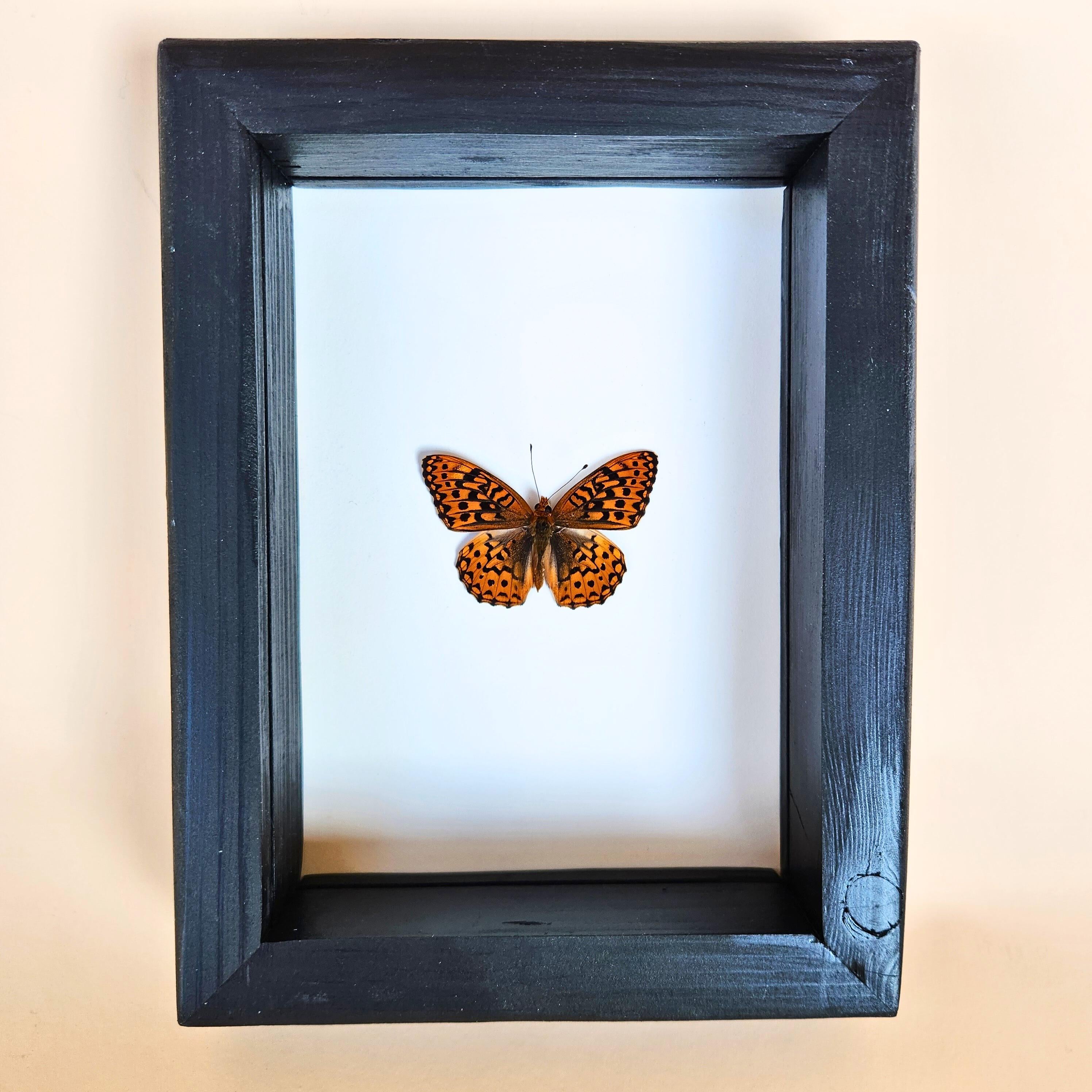 Real Great Basin Fritillary Butterfly