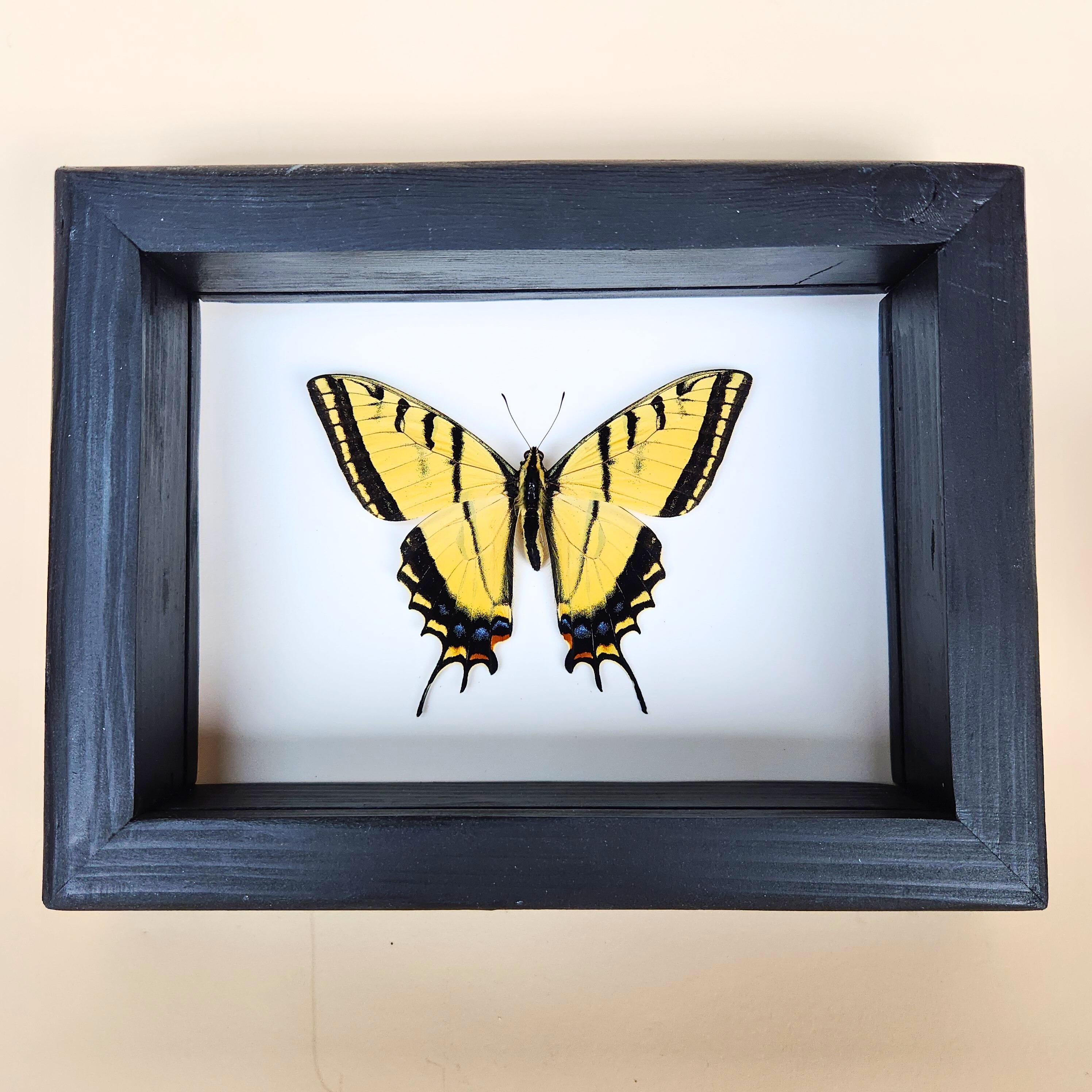 Real Two-Tailed Swallowtail Butterfly
