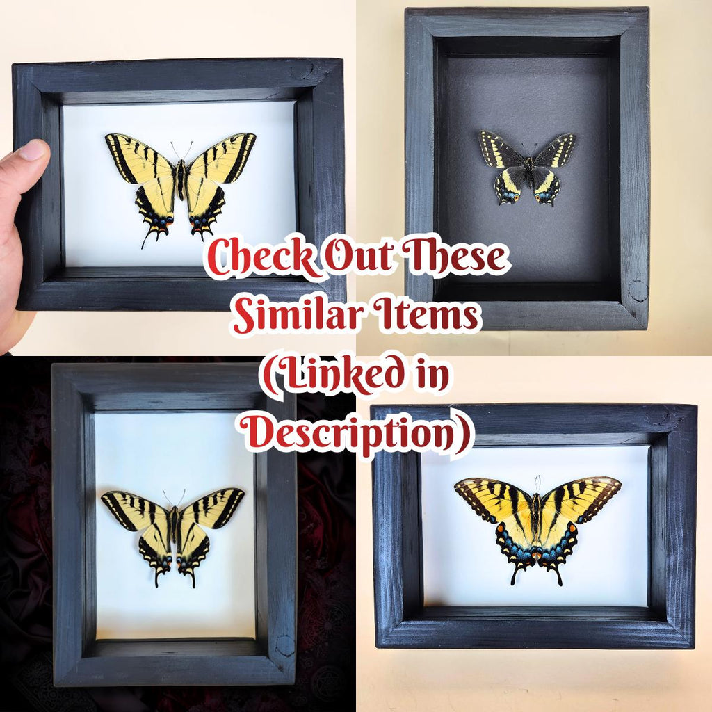 Real Anise Swallowtail Butterfly