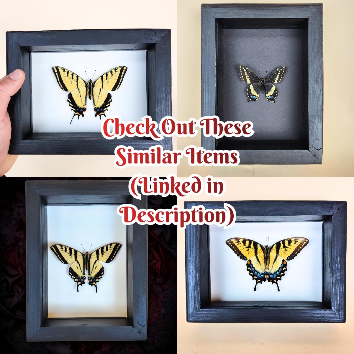 Real Anise Swallowtail Butterfly