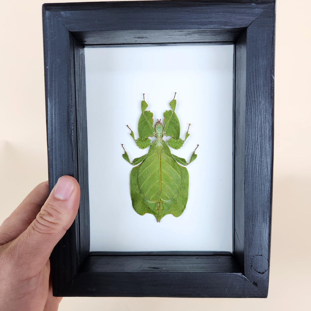 Real Leaf Insect