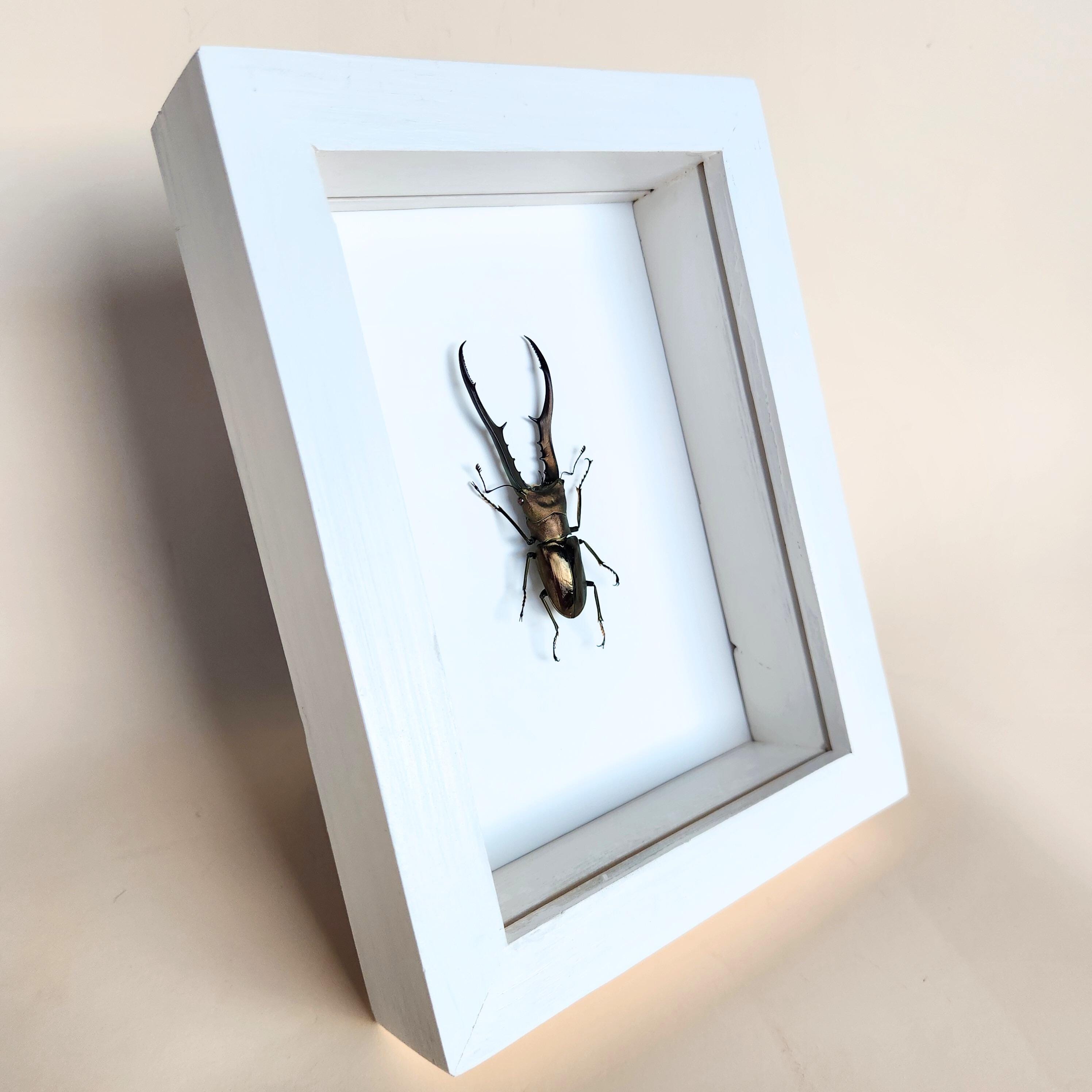 Real Giant Stag Beetle