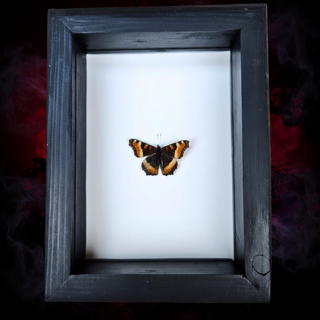 Milbert's Tortoiseshell Butterfly