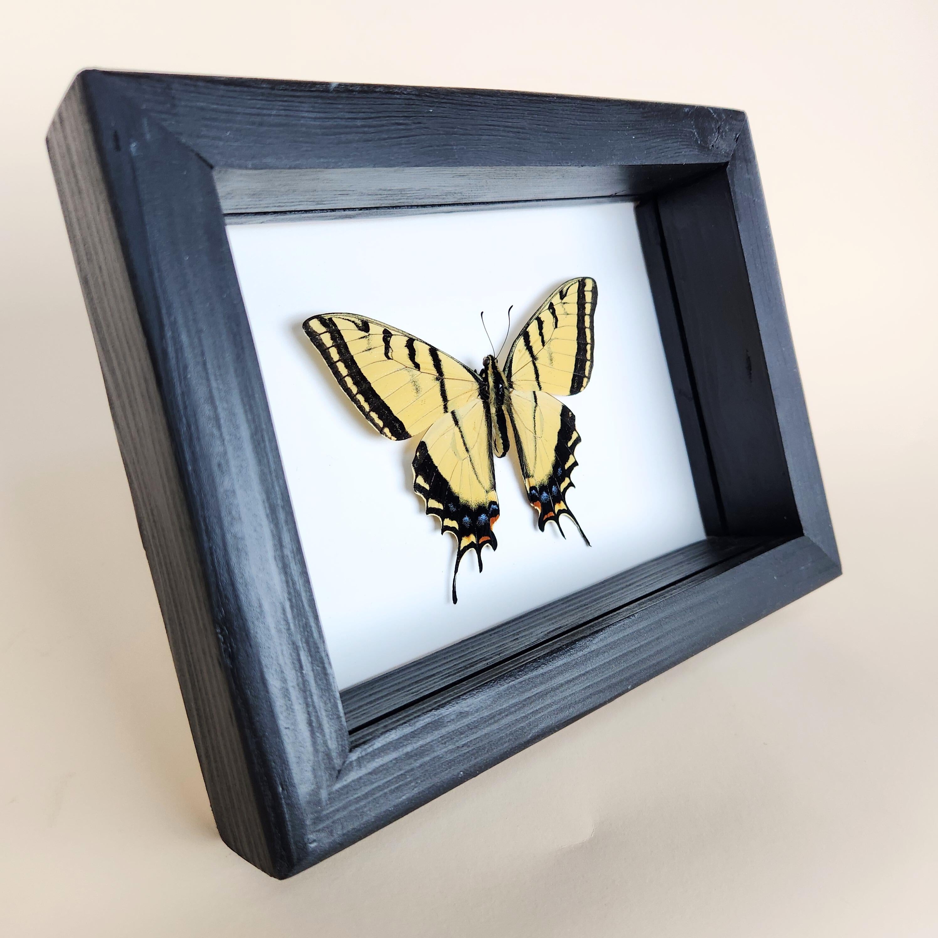 Real Two-Tailed Swallowtail Butterfly