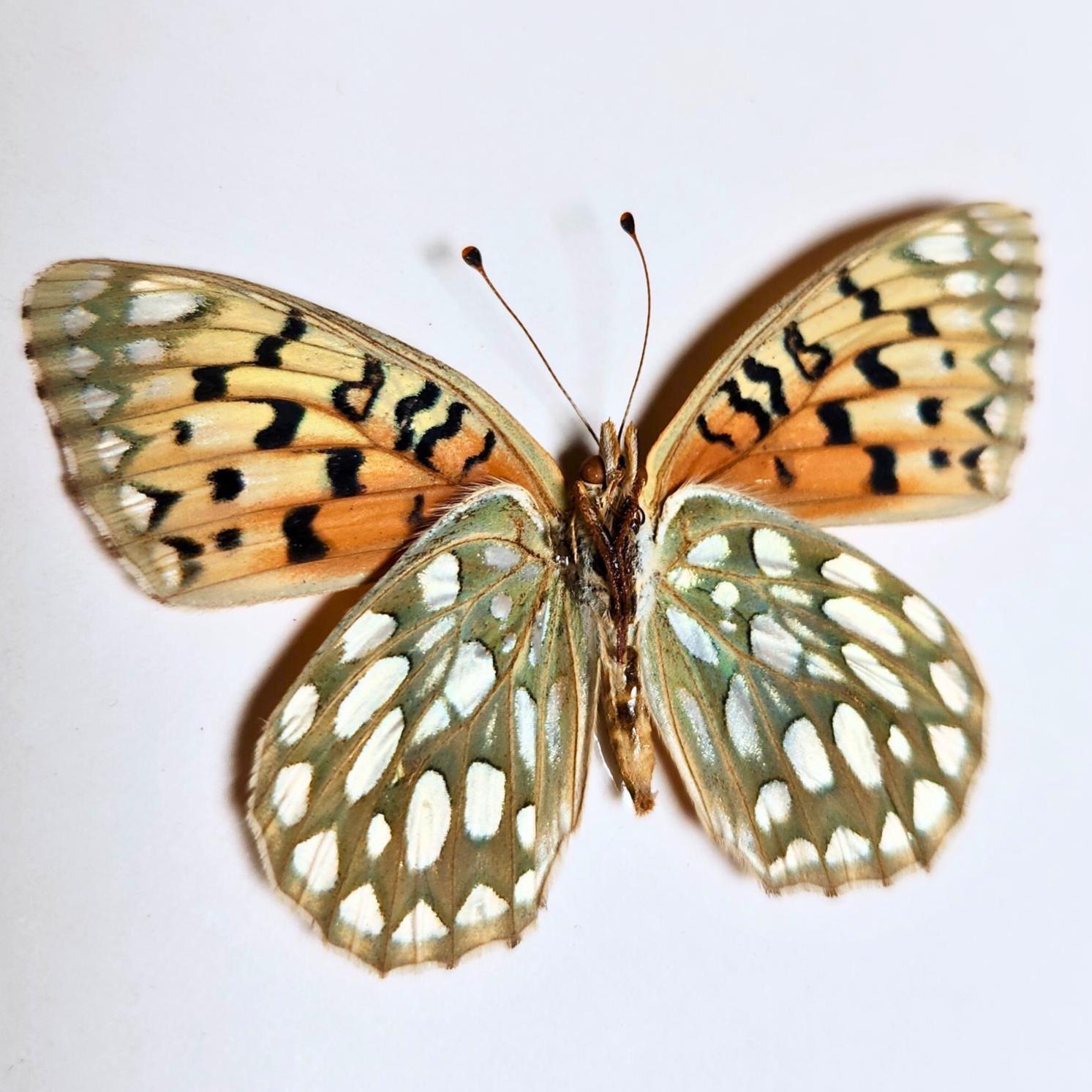 Edward's Fritillary Butterfly