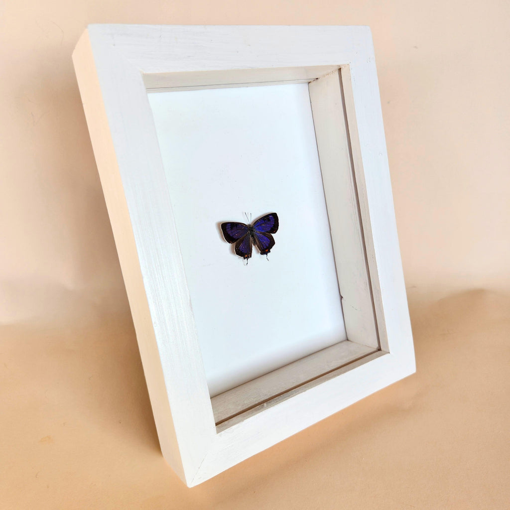 Rare Colorado Hairstreak Butterfly