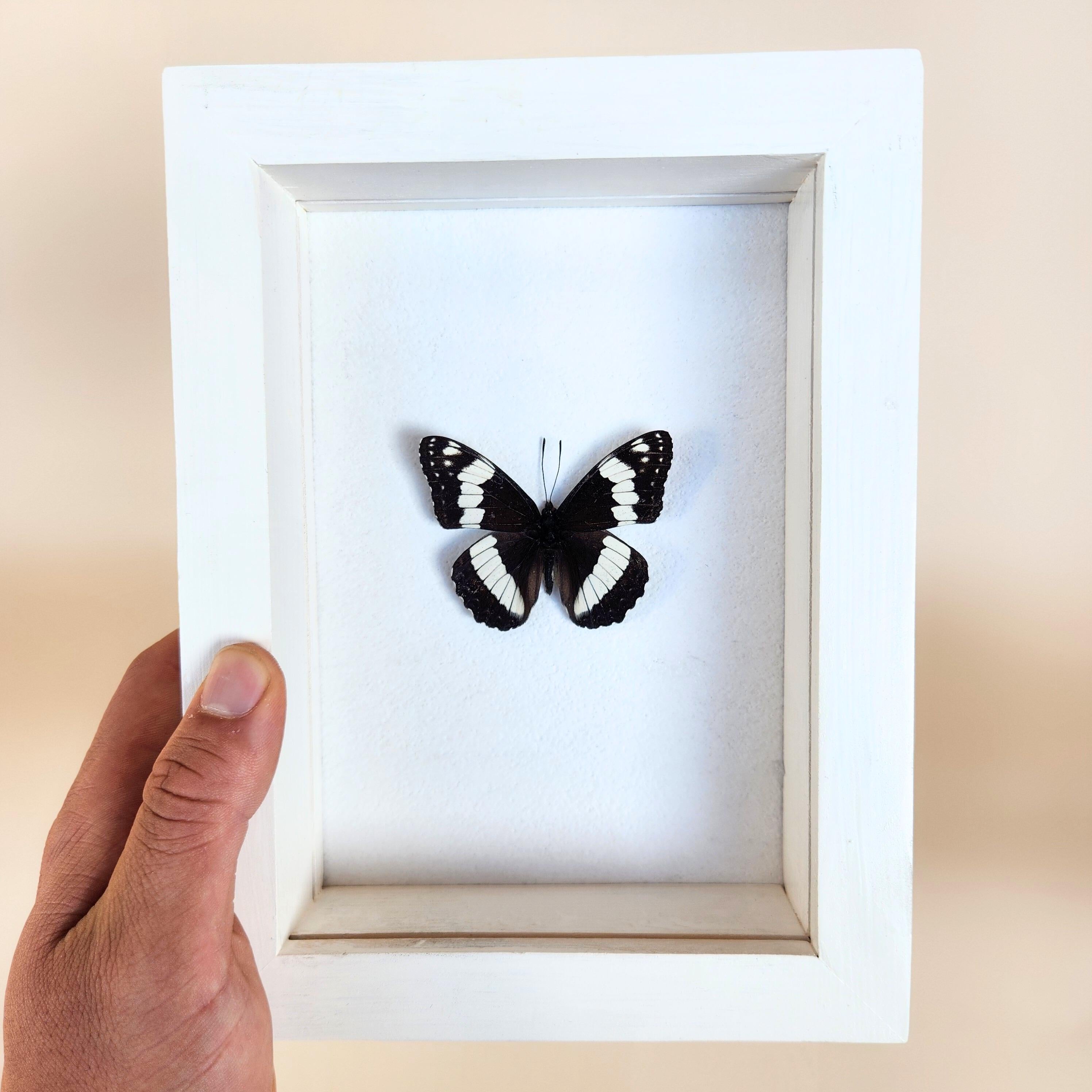 Real Weidemeyer's Admiral Butterfly