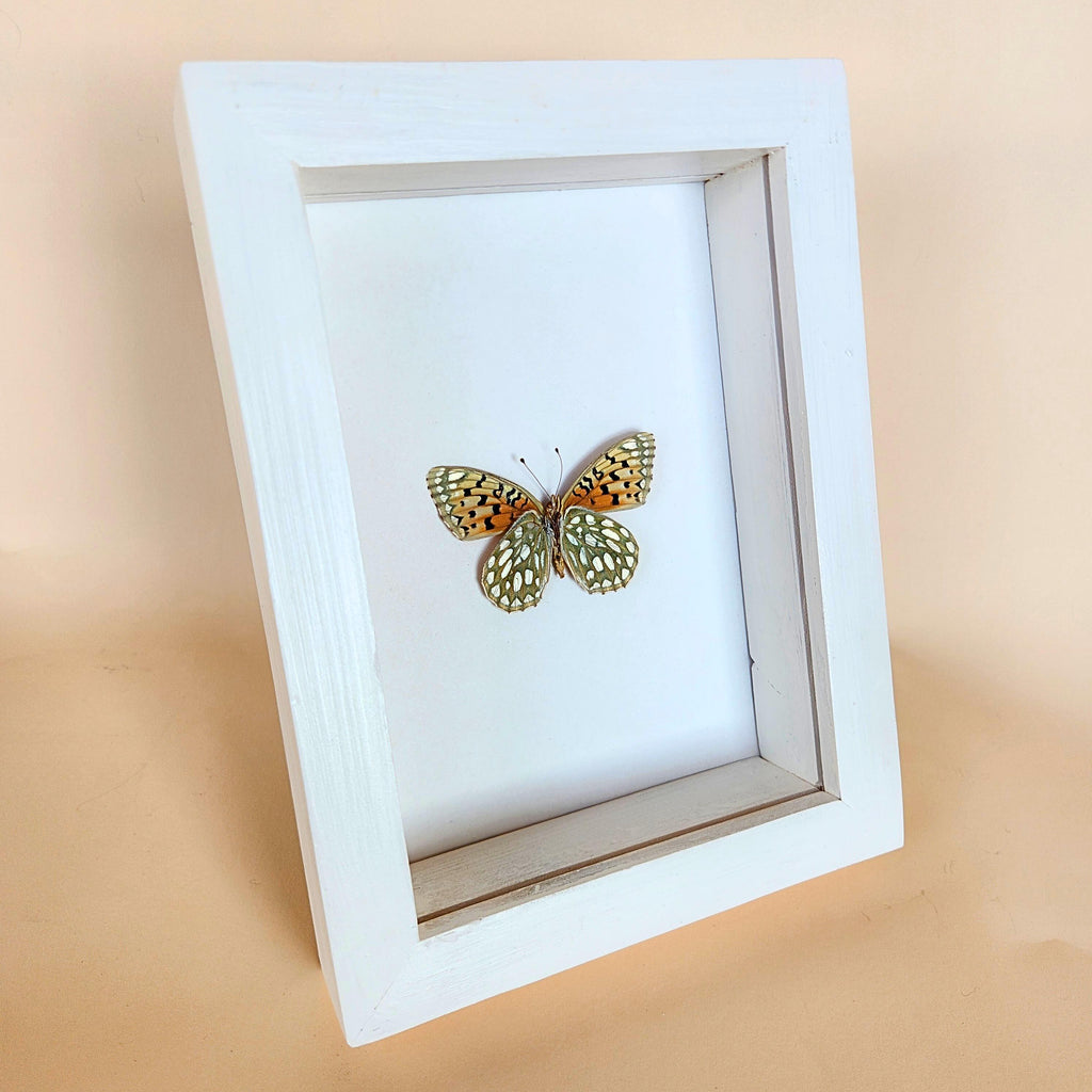 Edward's Fritillary Butterfly