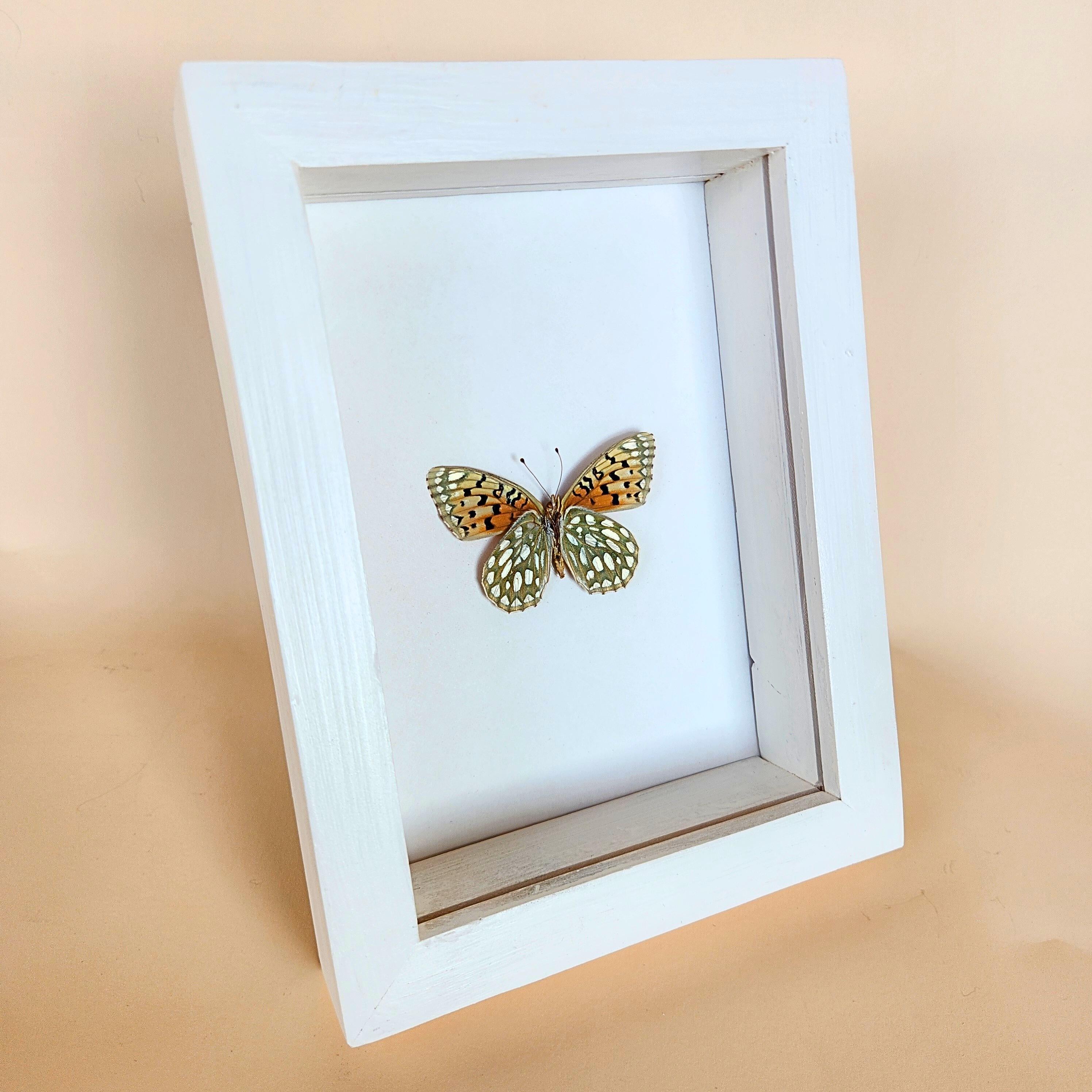 Edward's Fritillary Butterfly