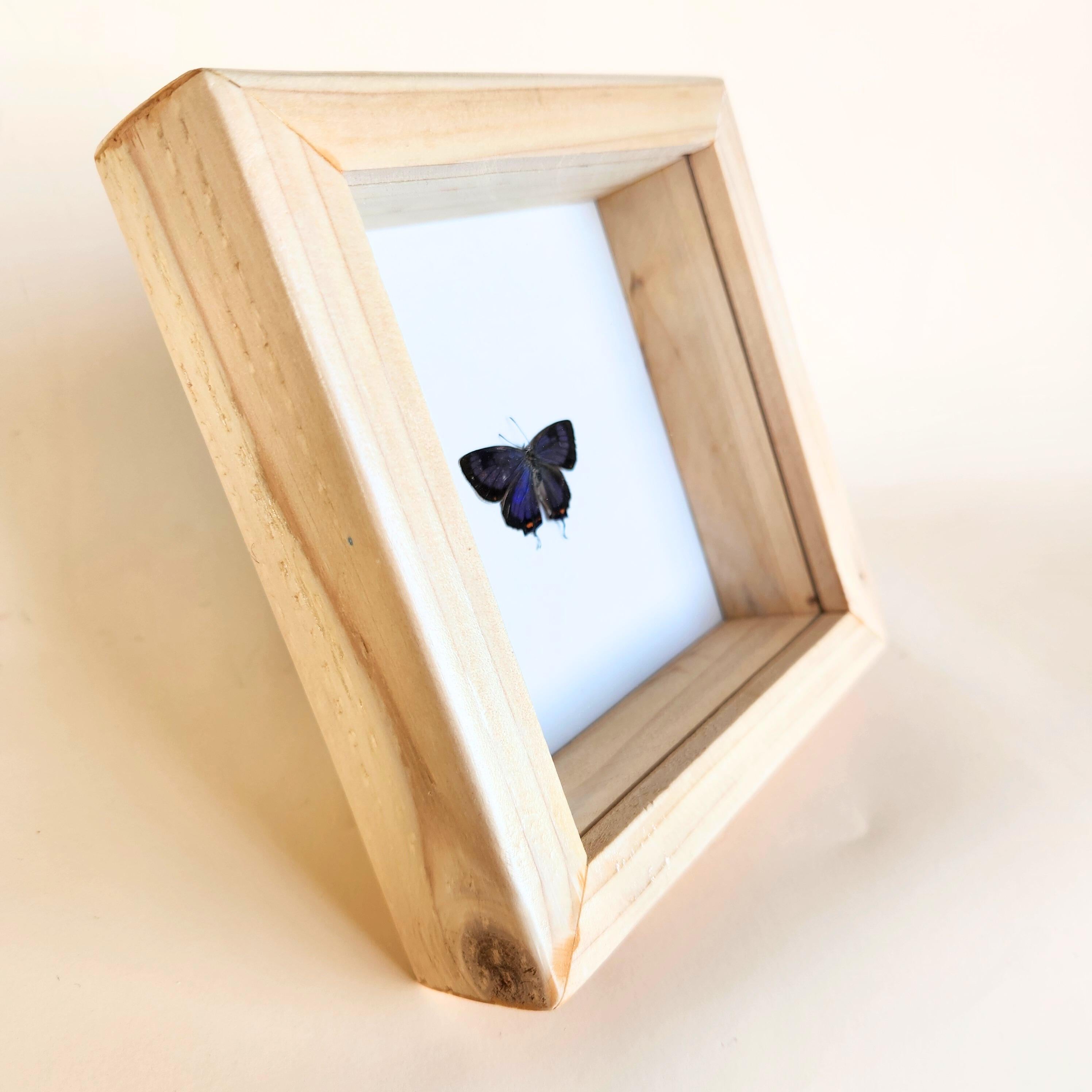 Real Colorado Hairstreak Butterfly