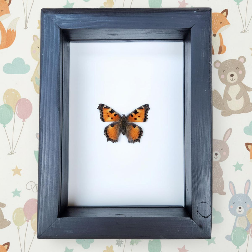 Real California Tortoiseshell Butterfly