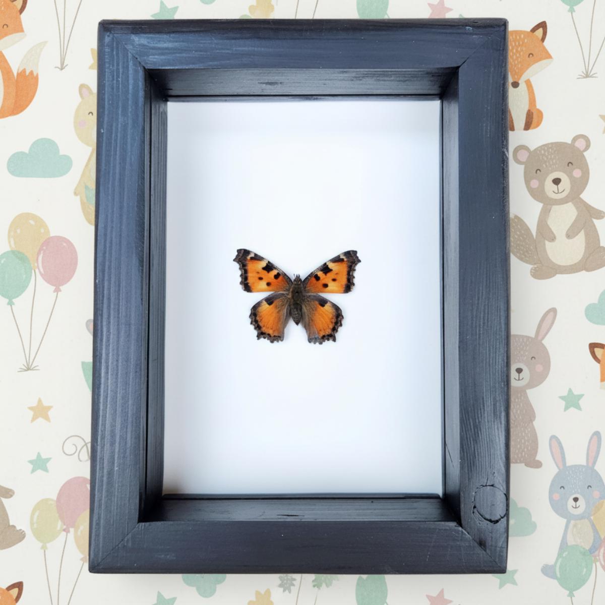 Real California Tortoiseshell Butterfly