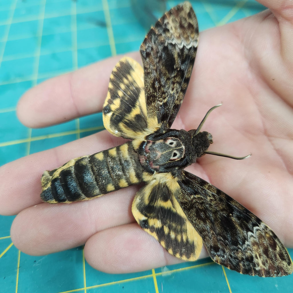 Real Death Head Hawkmoth