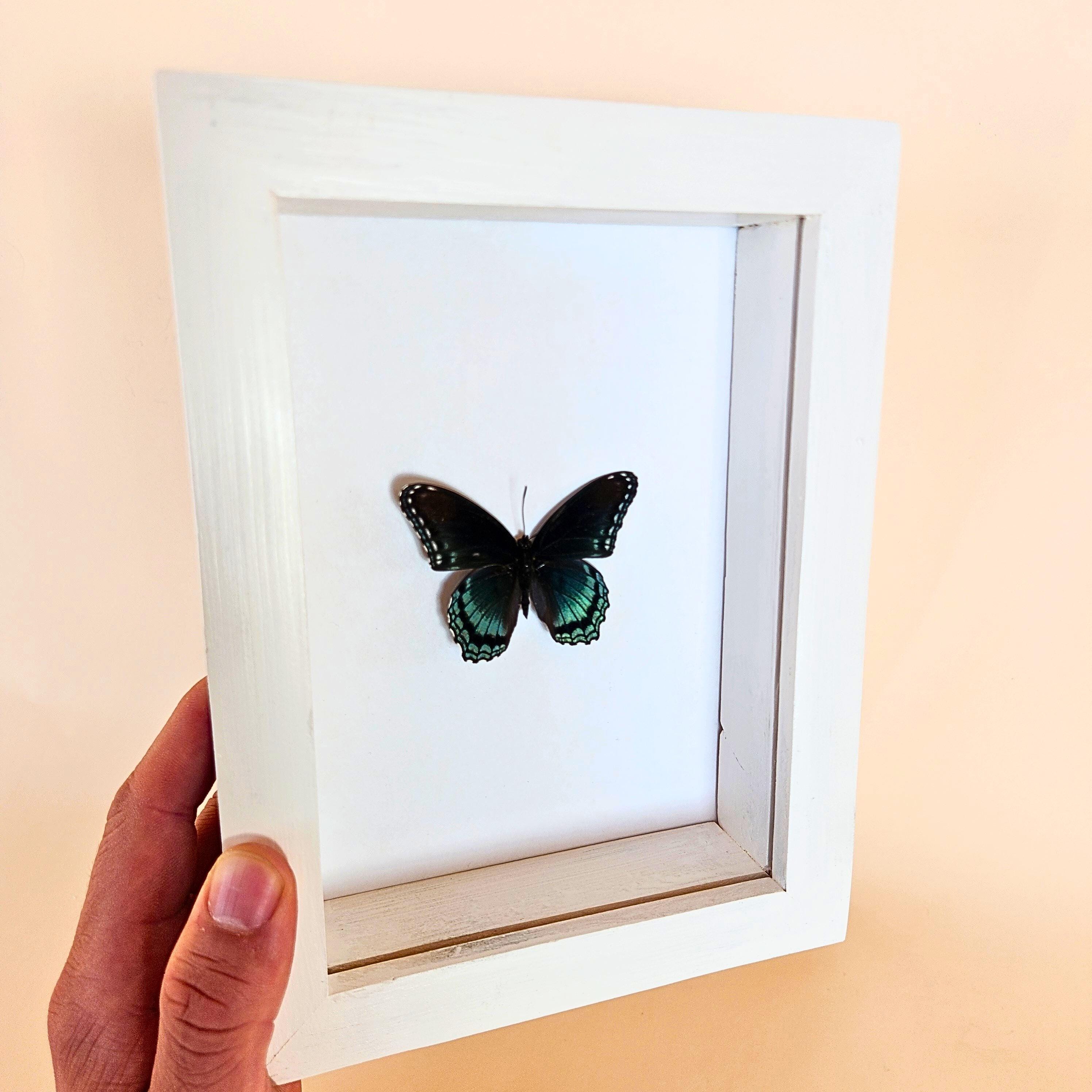 Real Red Spotted Purple Butterfly