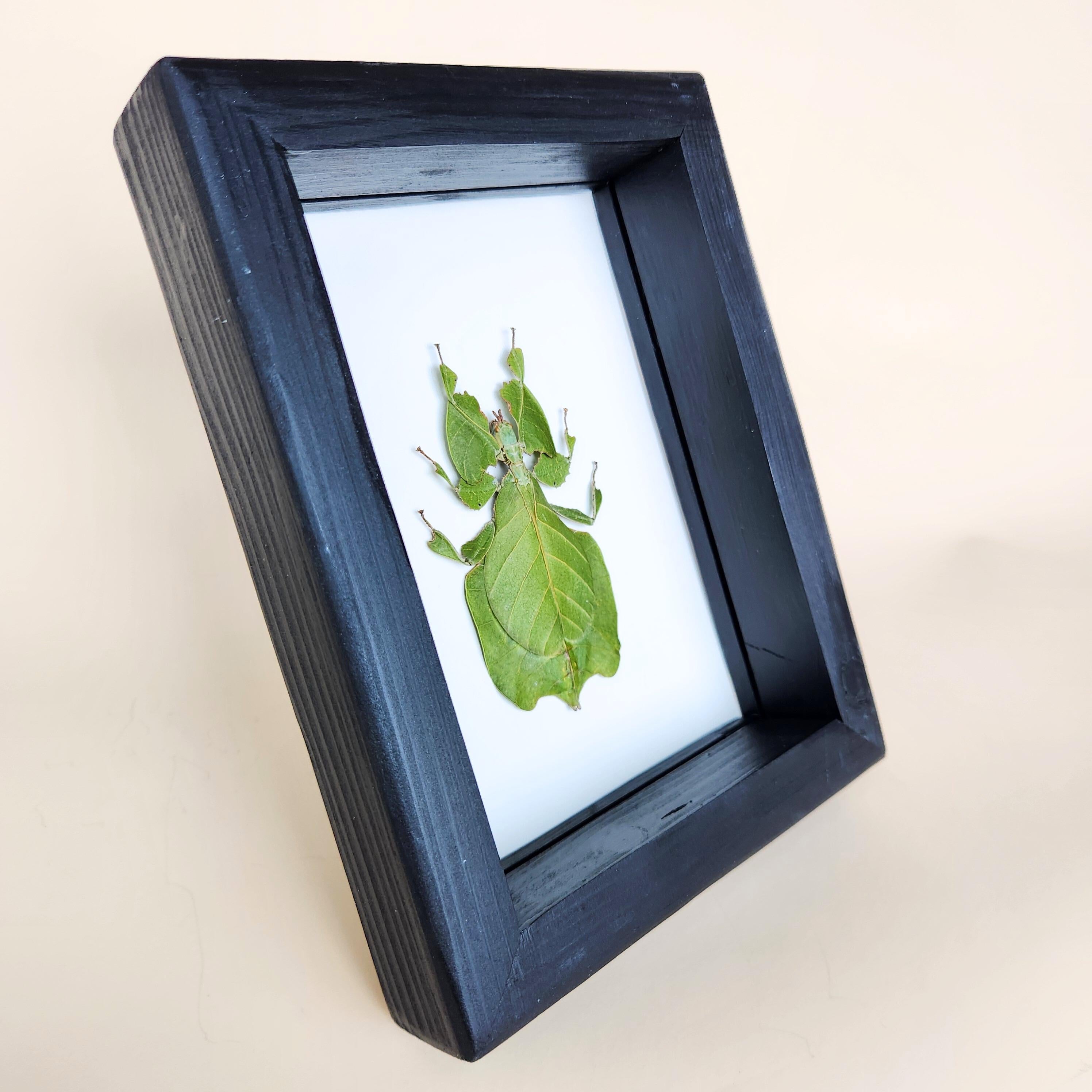 Real Leaf Insect