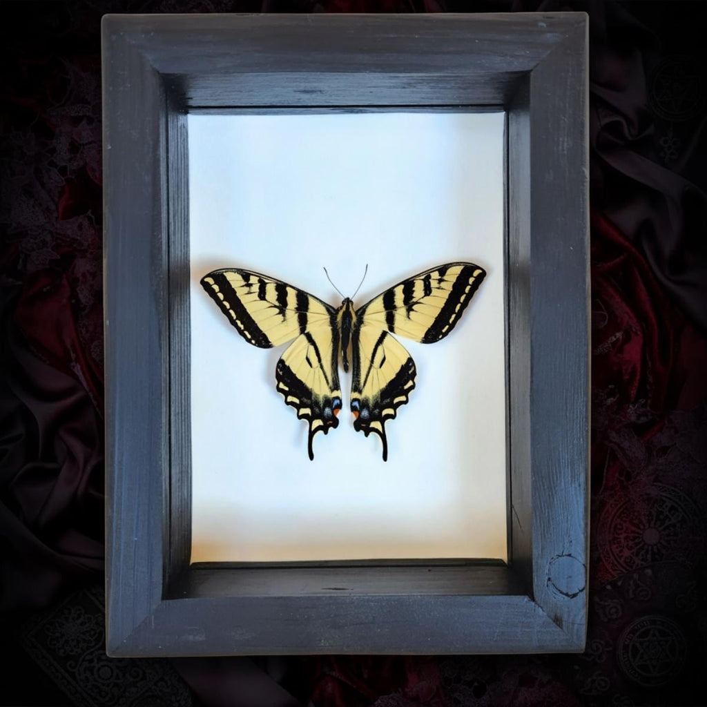 Western Tiger Swallowtail Butterfly